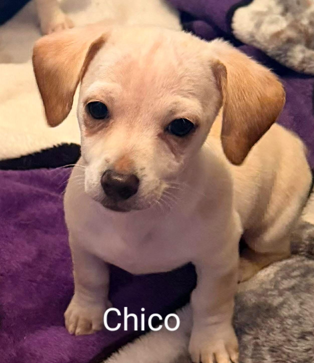 Enlarge Chico, a ADOPTABLE mixed breed in Portland, OR image 1/1