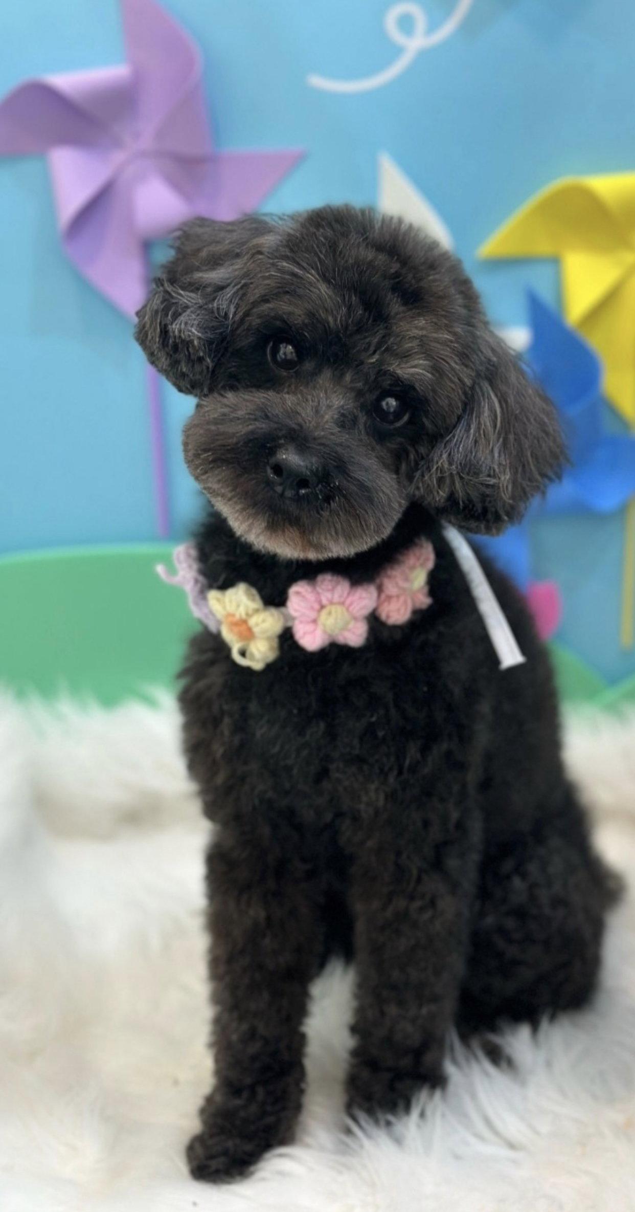Enlarge TAEANI, a Adoptable Poodle in Agoura Hills, CA image 1/1