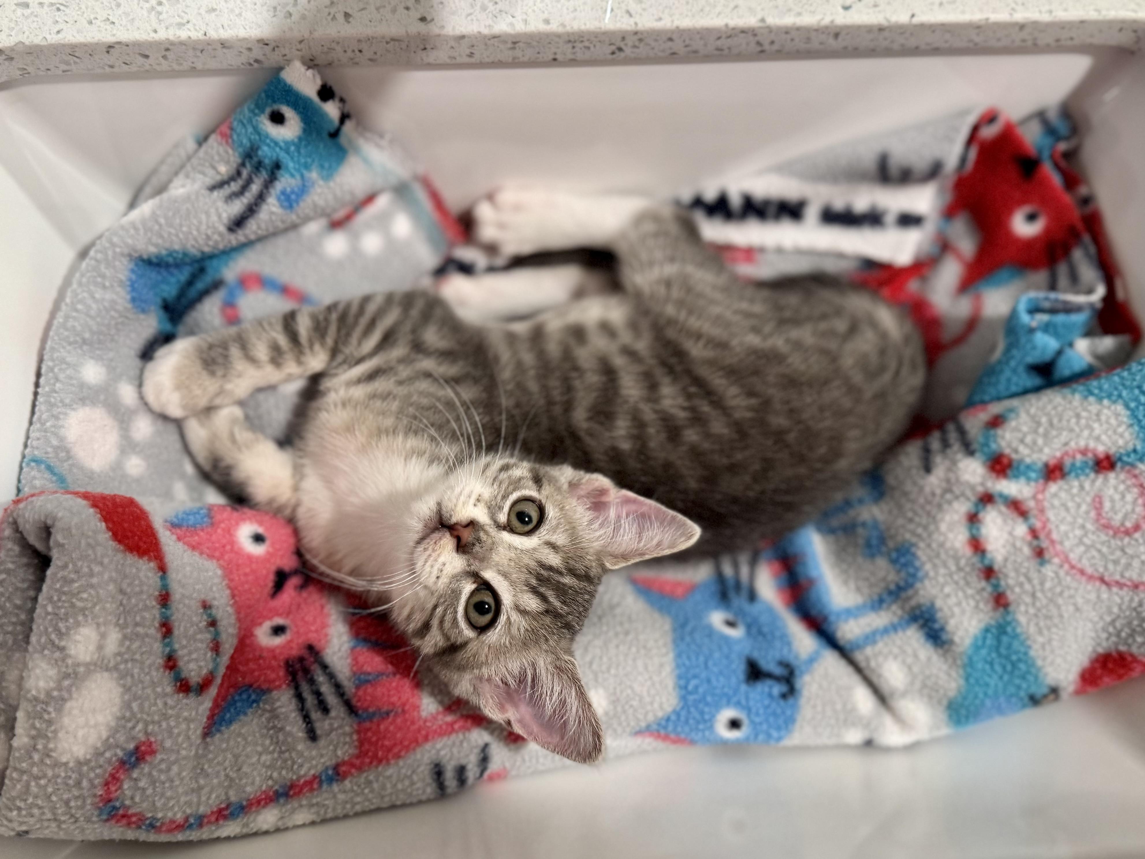 Enlarge Tortellini, a Adoptable Domestic Short Hair in Oceanside, CA image 2/6