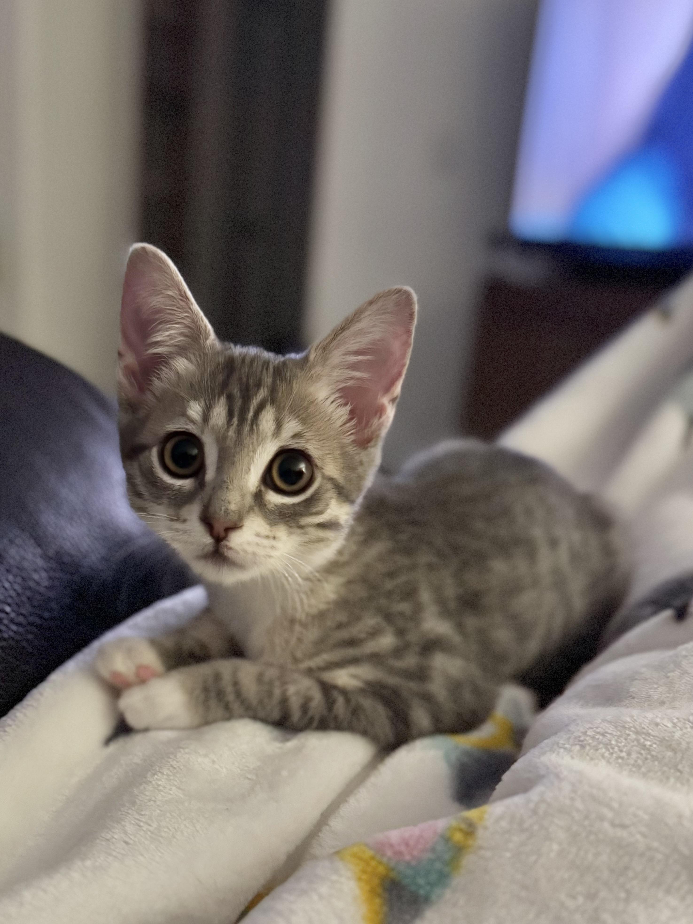 Tortellini, Adoptable, Kitten Female Domestic Short Hair.