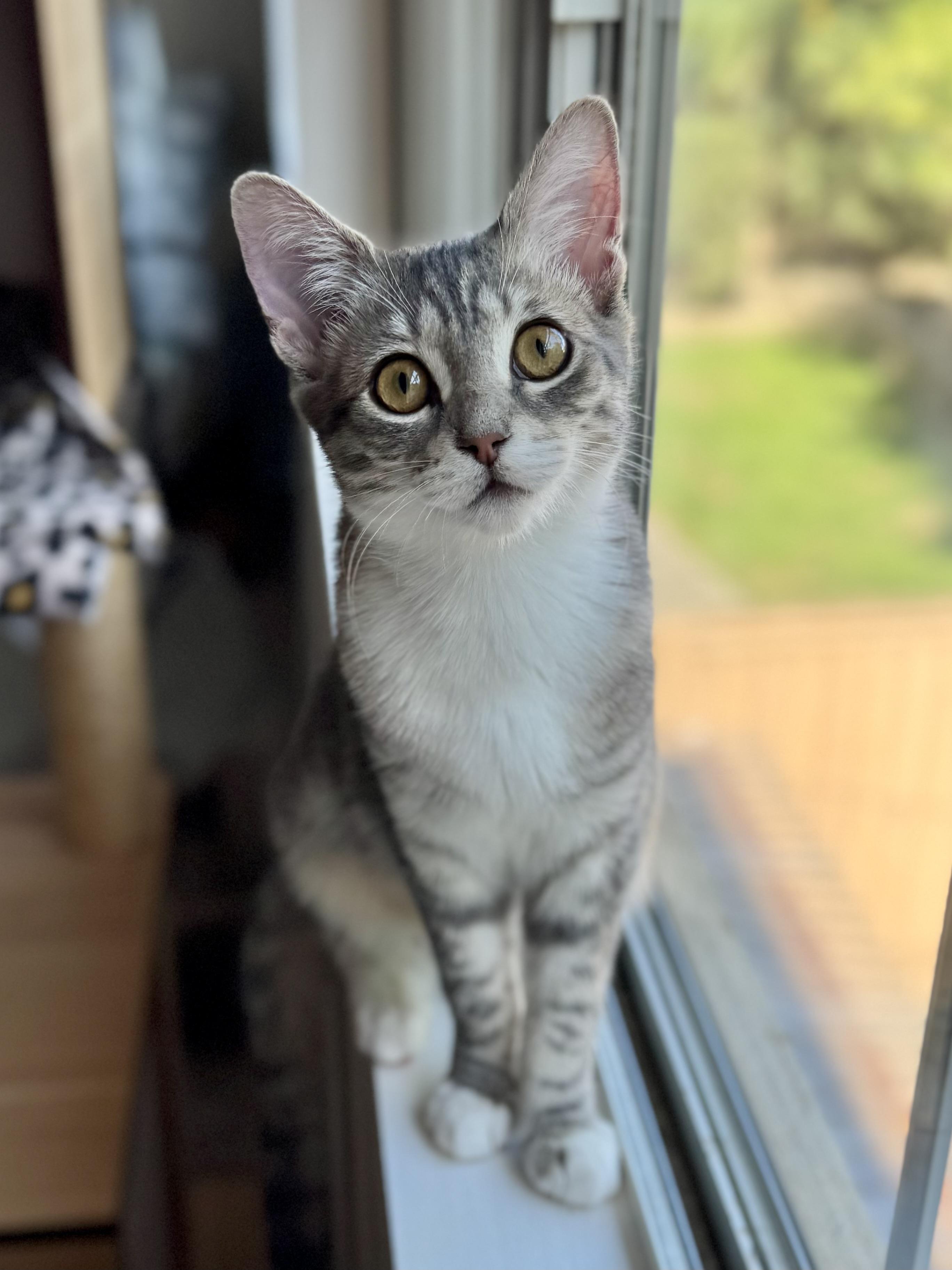 Enlarge Tortellini, a Adoptable Domestic Short Hair in Oceanside, CA image 3/6