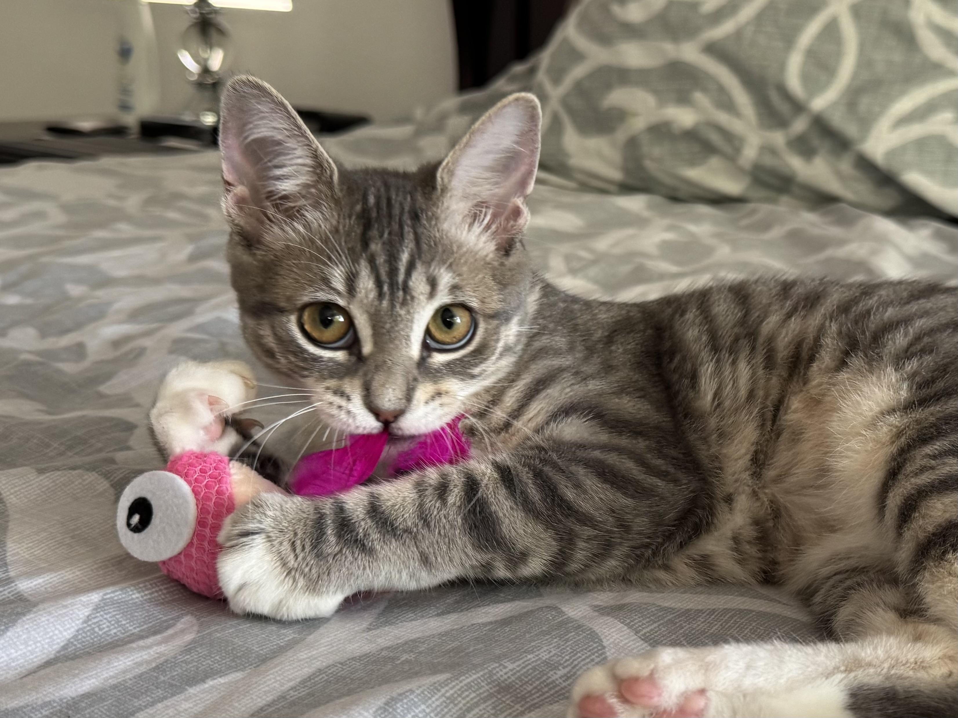 Enlarge Tortellini, a Adoptable Domestic Short Hair in Oceanside, CA image 4/6
