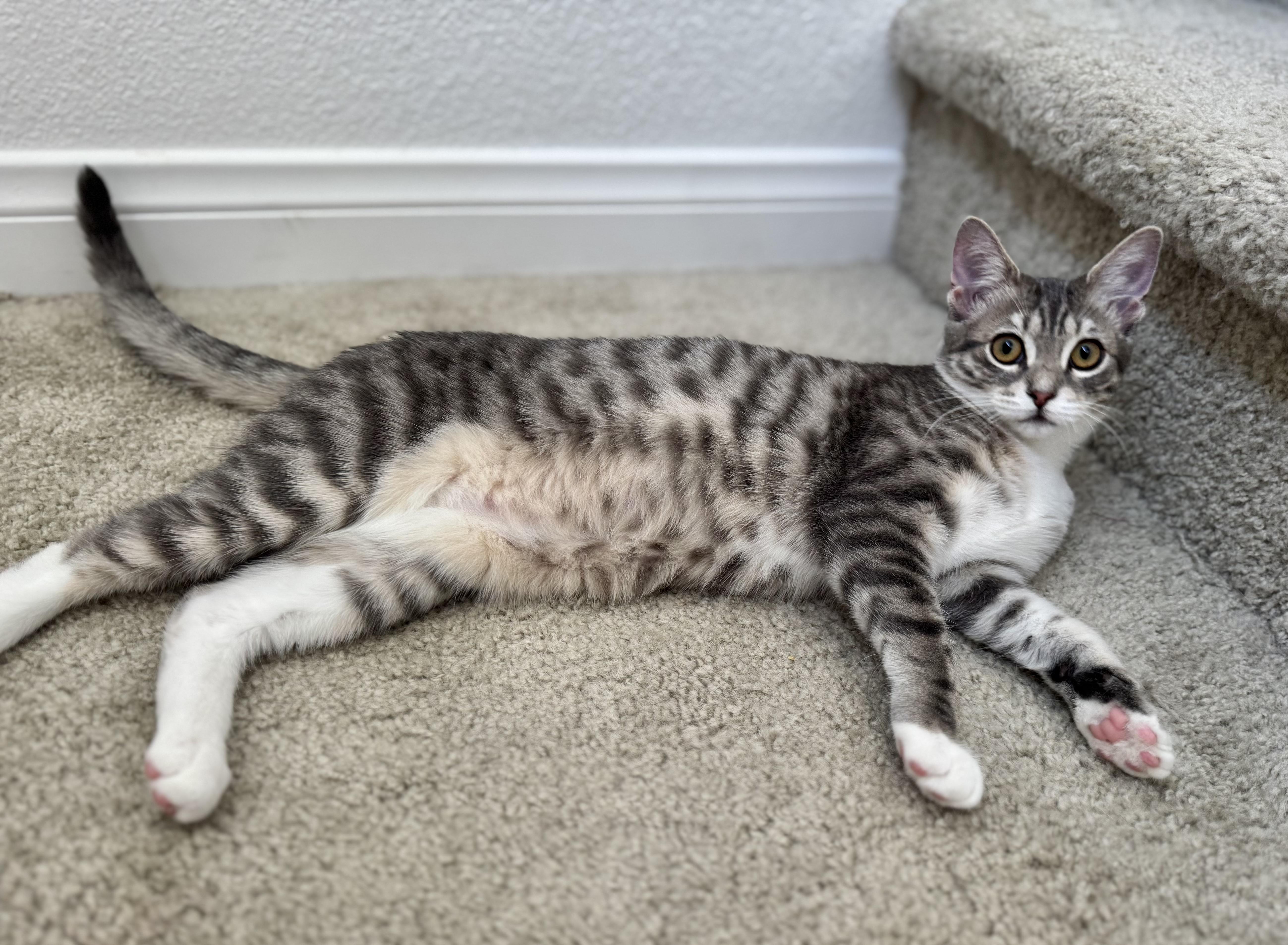 Enlarge Tortellini, a Adopted Domestic Short Hair in Oceanside, CA image 5/6