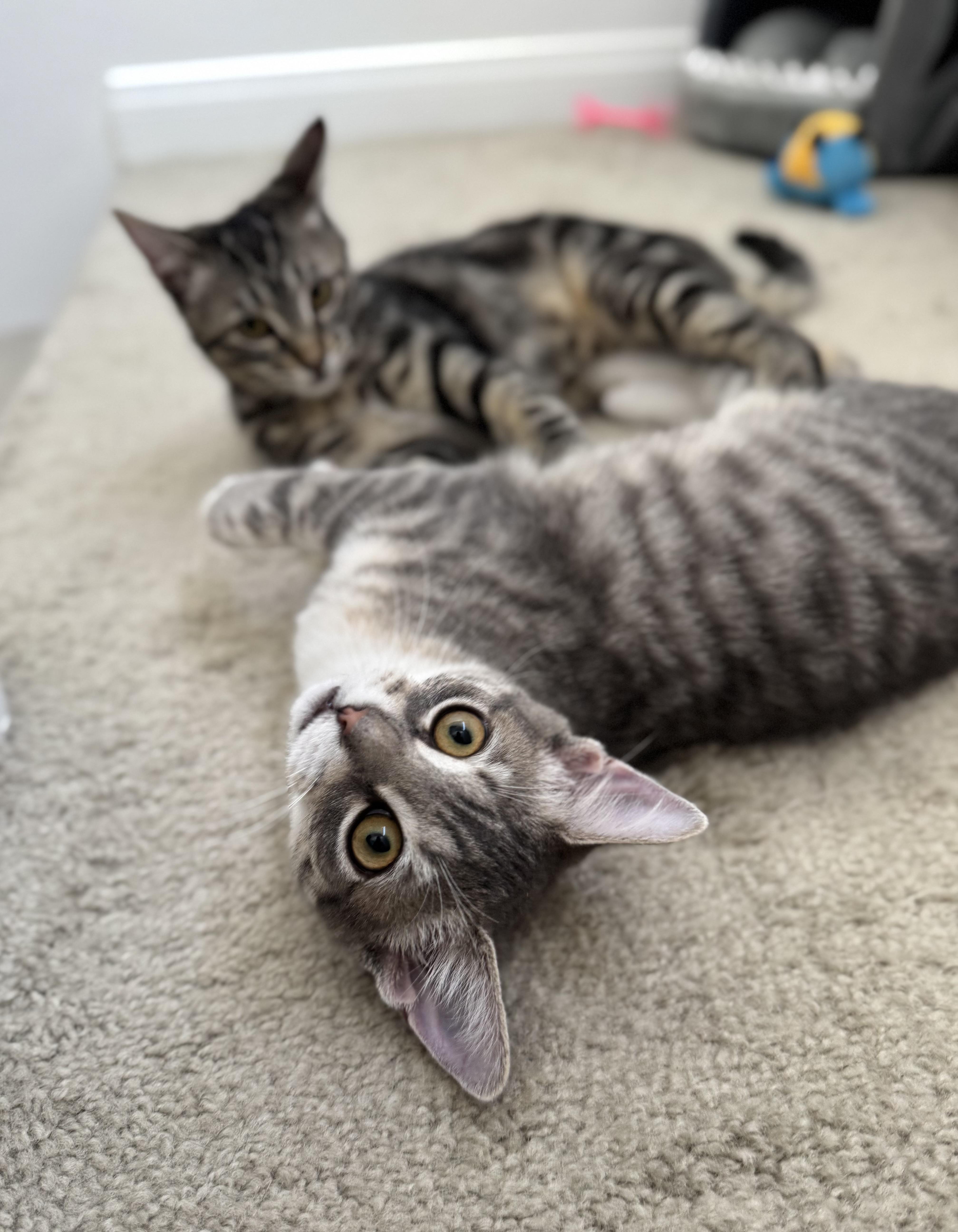 Enlarge Tortellini, a Adopted Domestic Short Hair in Oceanside, CA image 2/6