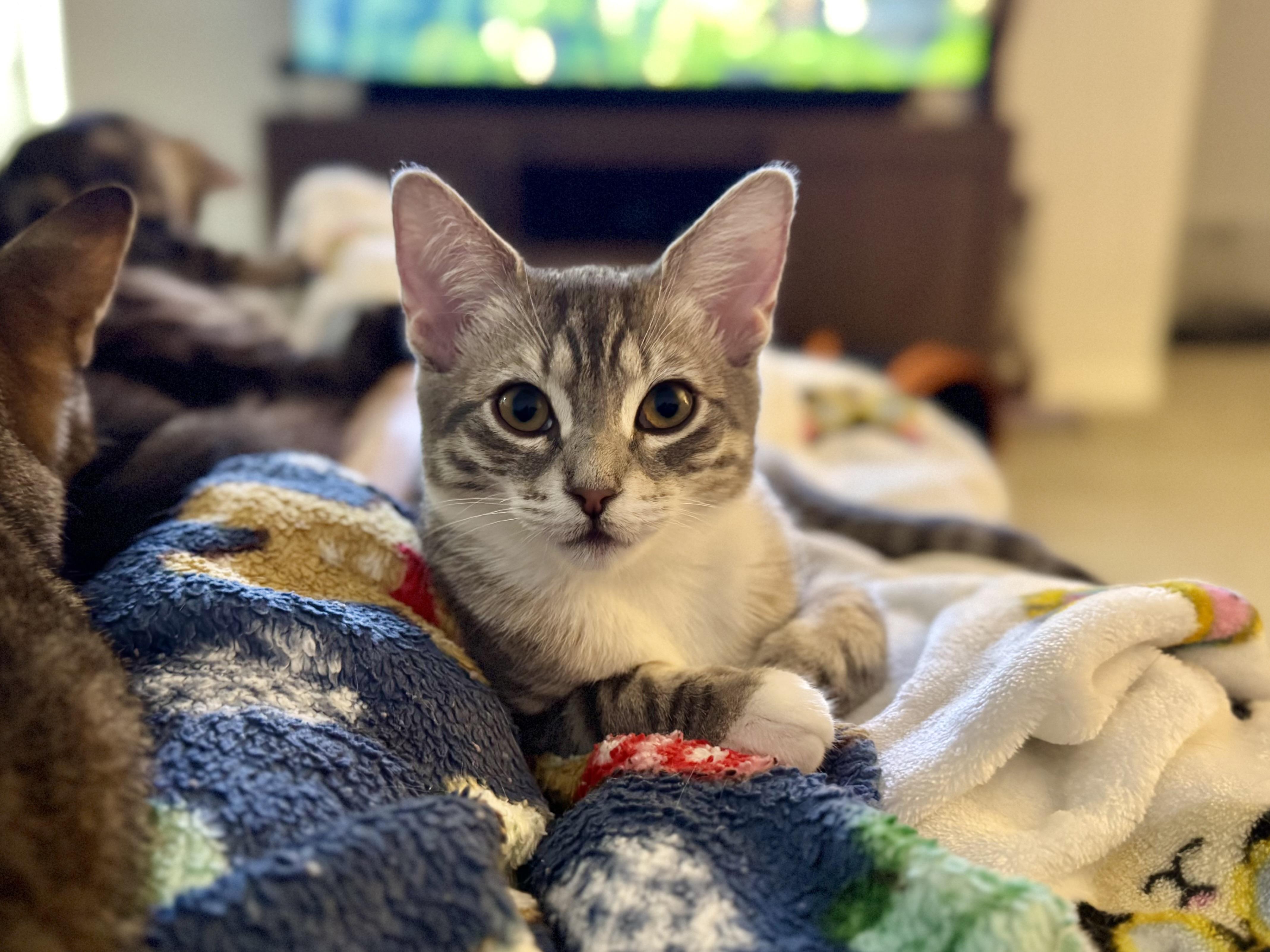 Enlarge Tortellini, a Adoptable Domestic Short Hair in Oceanside, CA image 5/6