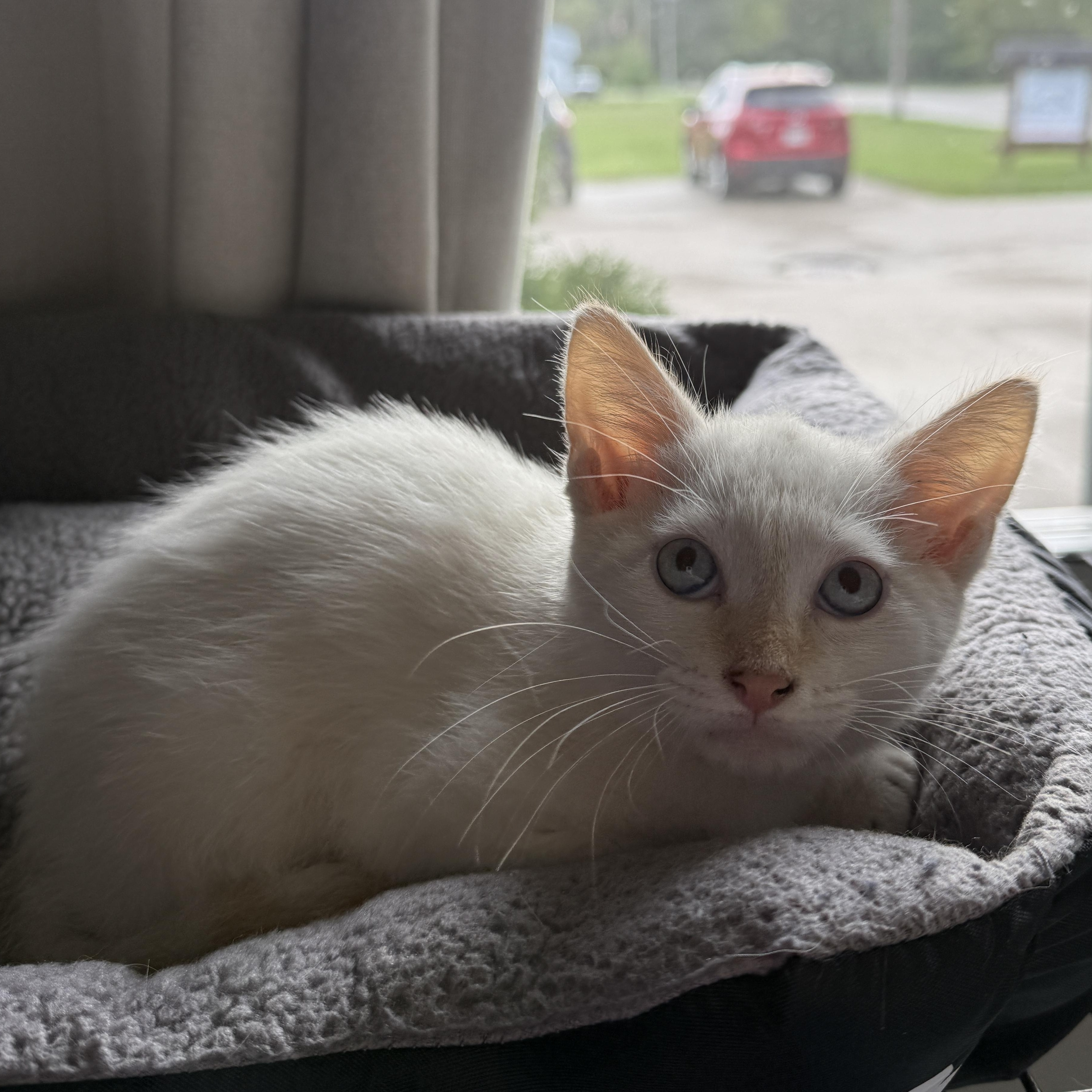 Stickers, Adoptable, Kitten Male Domestic Short Hair.