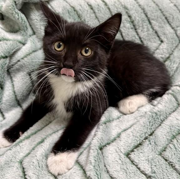 Lucy, Adoptable, Kitten Female Domestic Short Hair.
