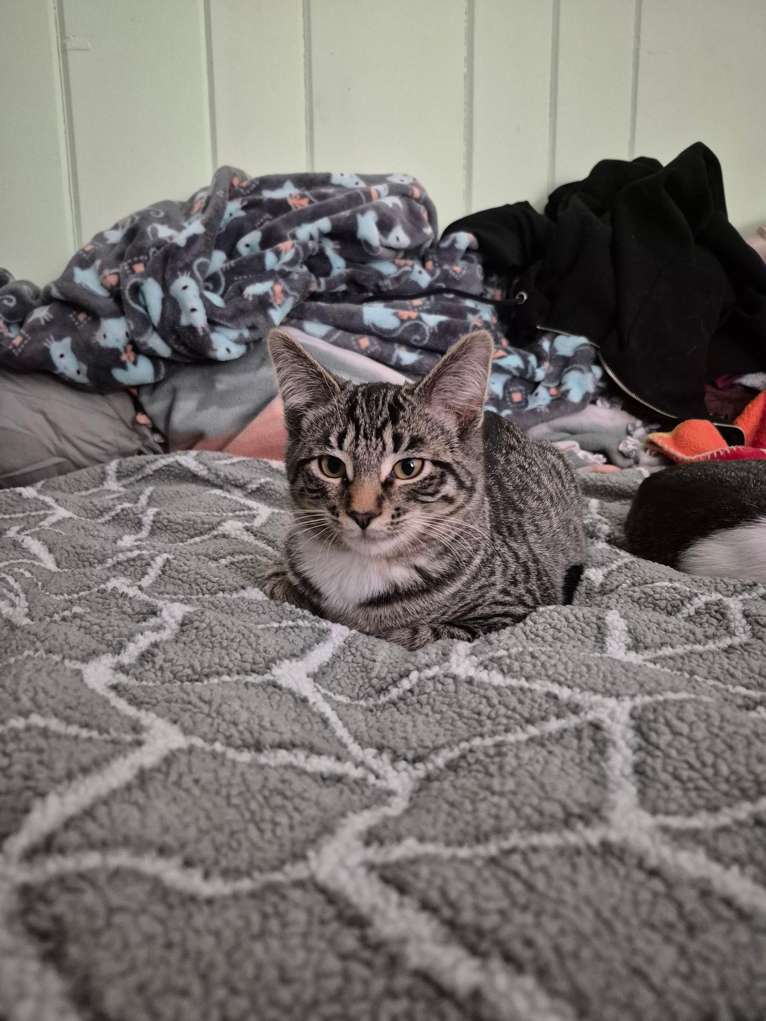 Enlarge Peppermint, an adoptable Domestic Short Hair in St. Charles, IL image 3/6