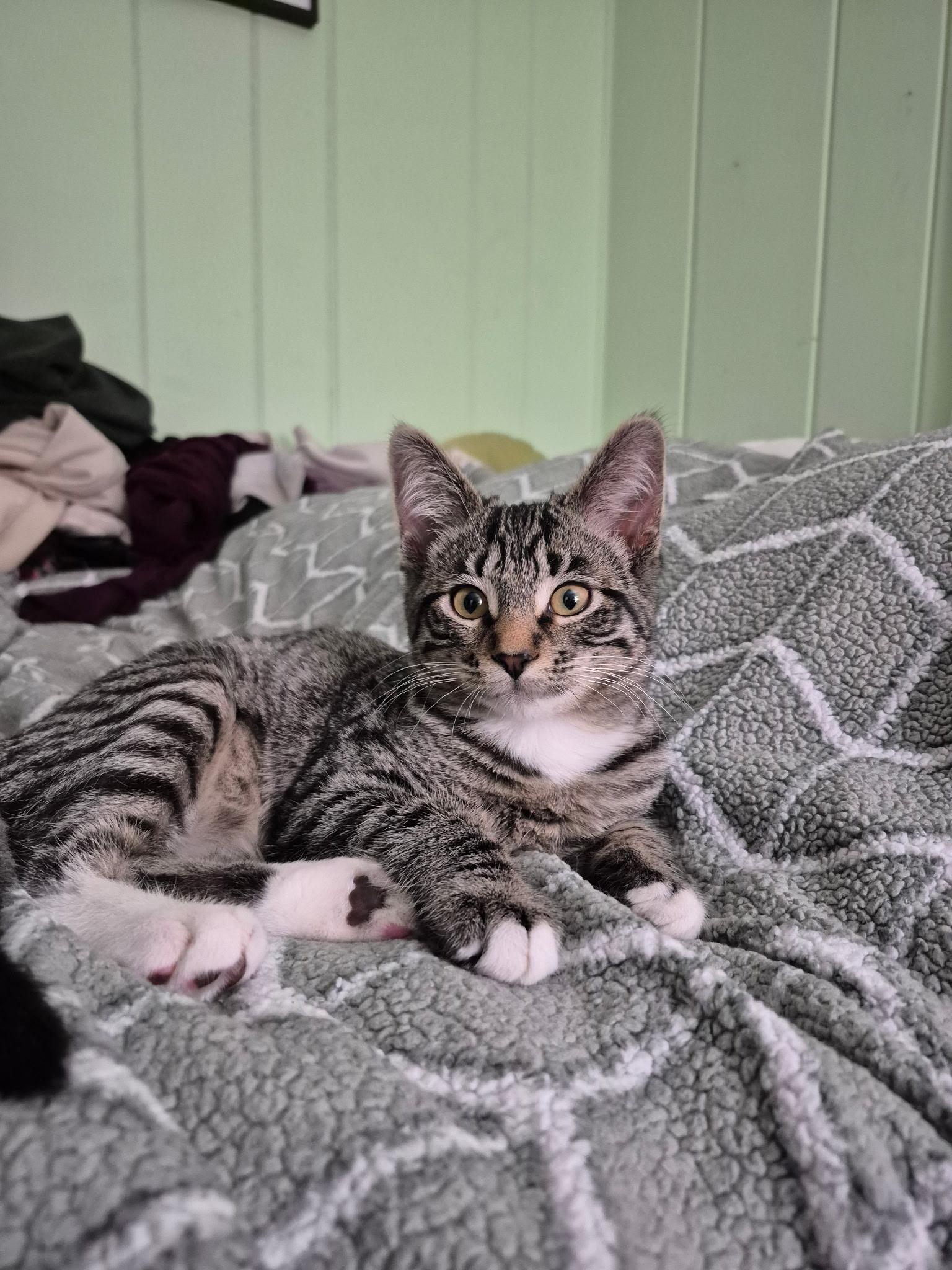 Peppermint, adoptable, Young Male Domestic Short Hair.