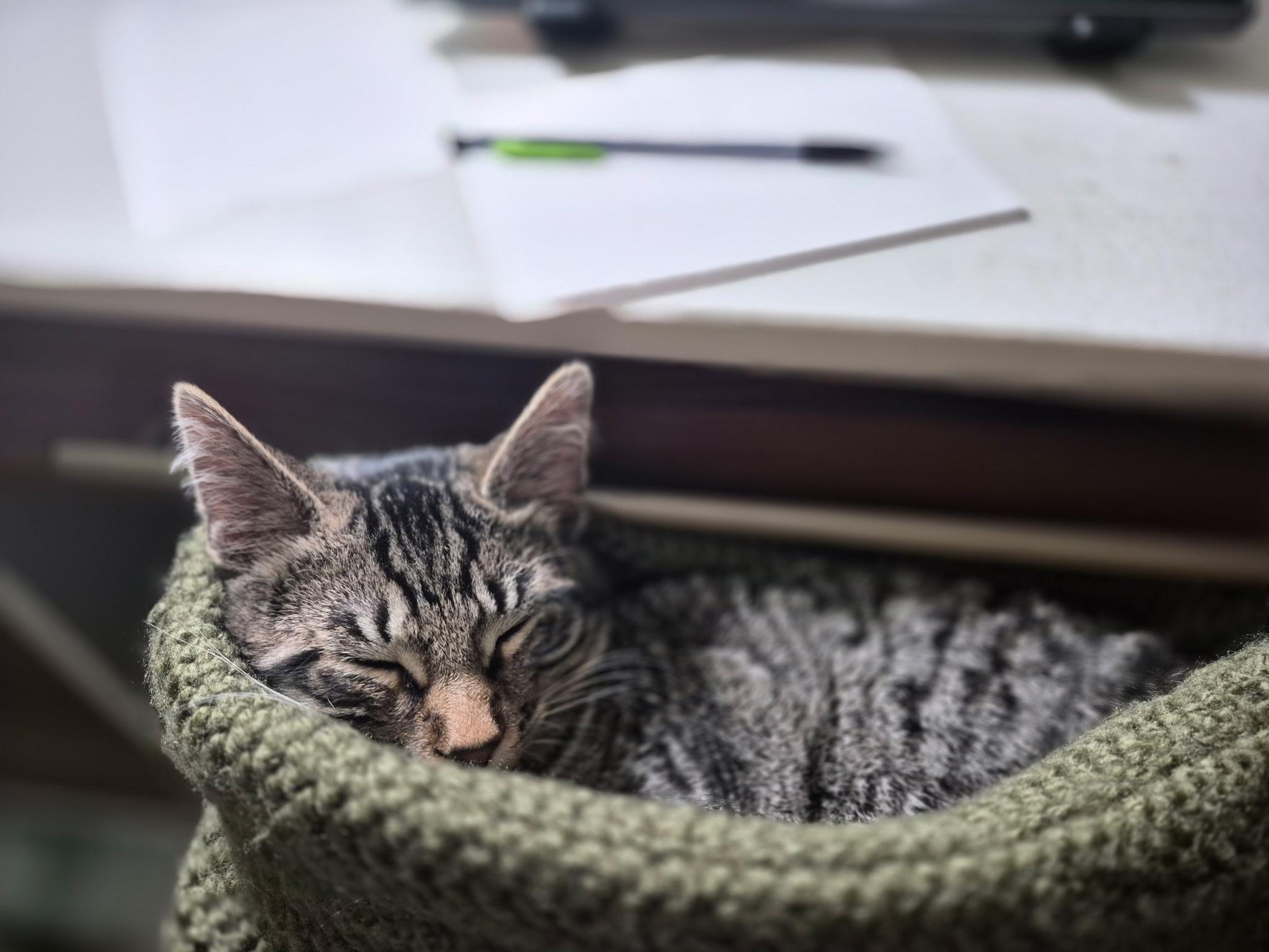 Enlarge Peppermint, an adoptable Domestic Short Hair in St. Charles, IL image 2/6