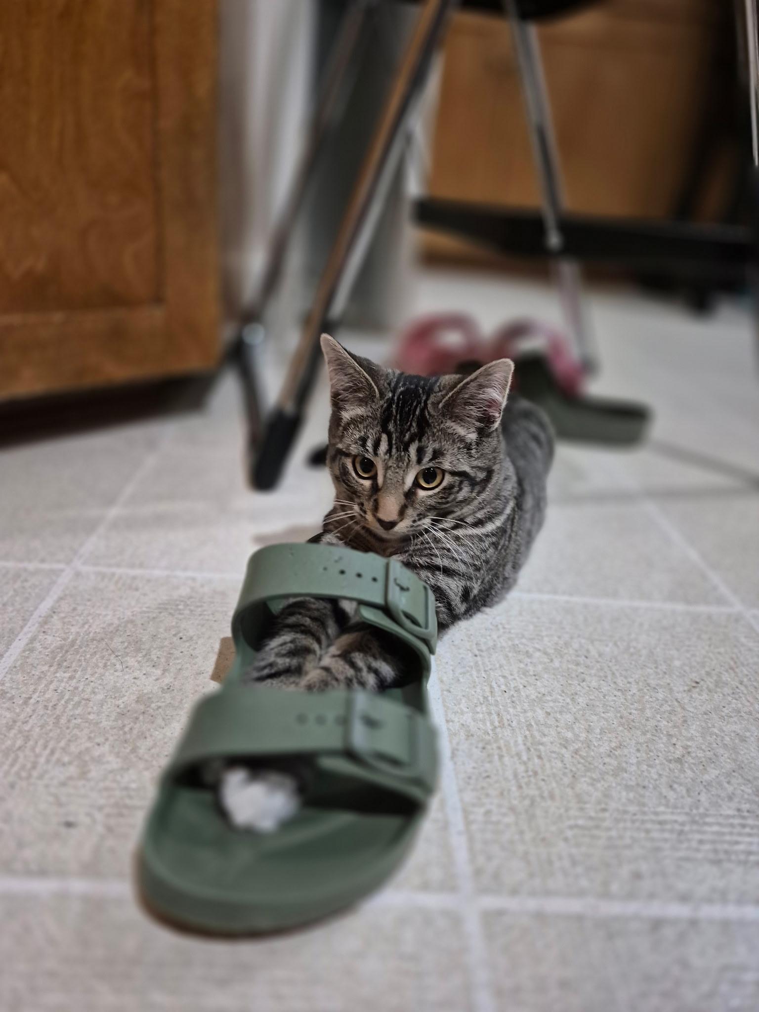 Enlarge Peppermint, an adoptable Domestic Short Hair in St. Charles, IL image 5/6