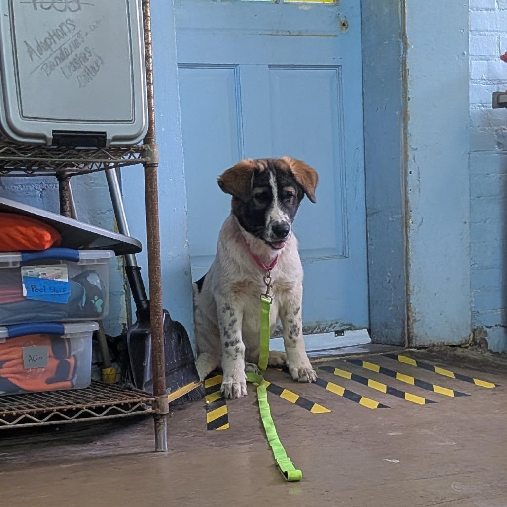 Enlarge Alby, a Adoptable mixed breed in Tulsa, OK image 1/6