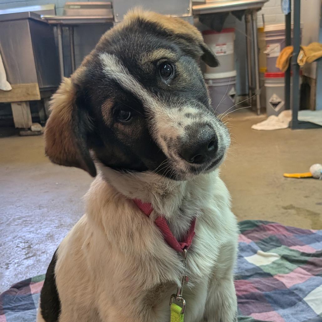 Enlarge Alby, a Adoptable mixed breed in Tulsa, OK image 2/6