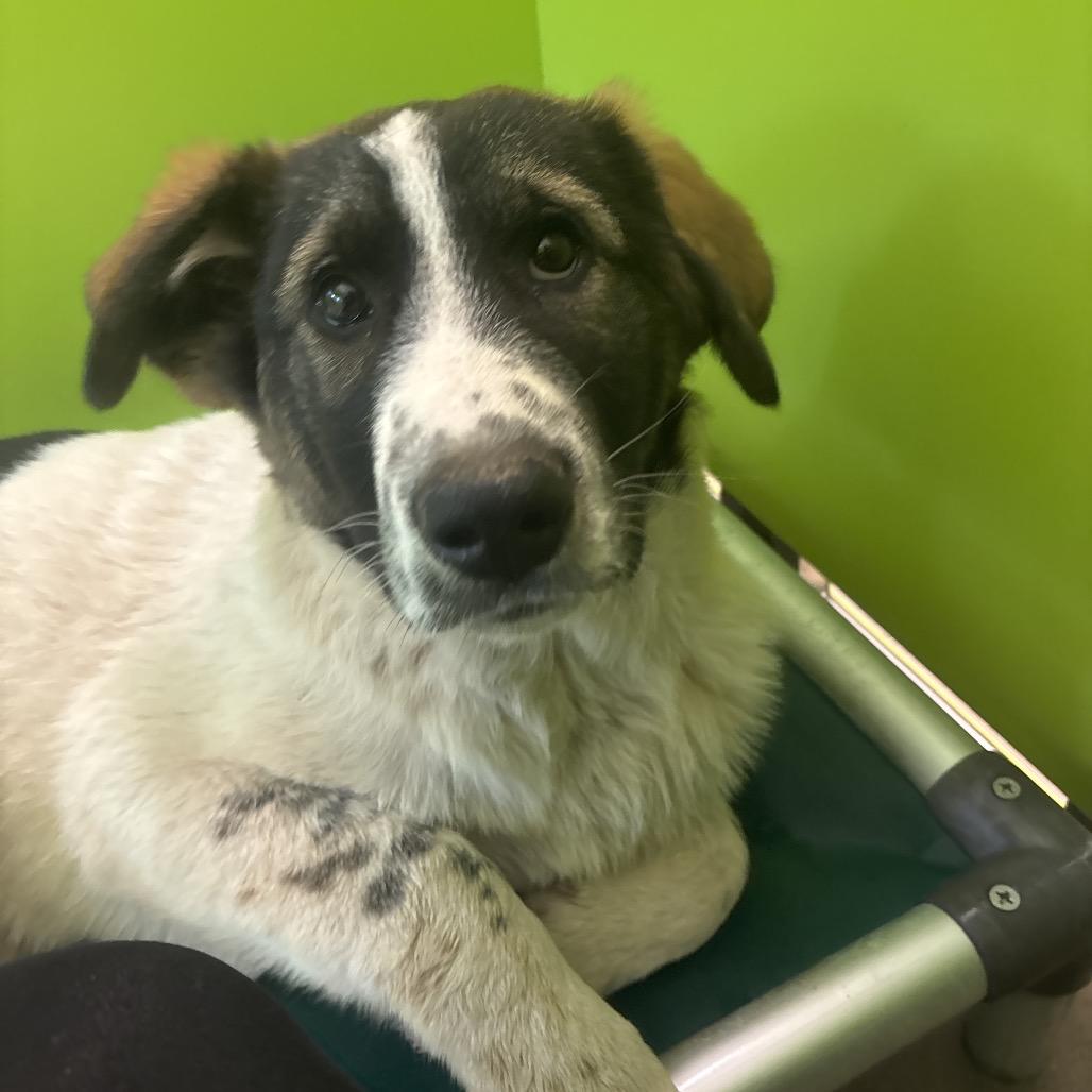 Enlarge Alby, a Adoptable mixed breed in Tulsa, OK image 3/6