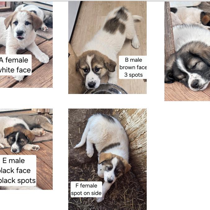 Enlarge Alby, a Adoptable mixed breed in Tulsa, OK image 4/6