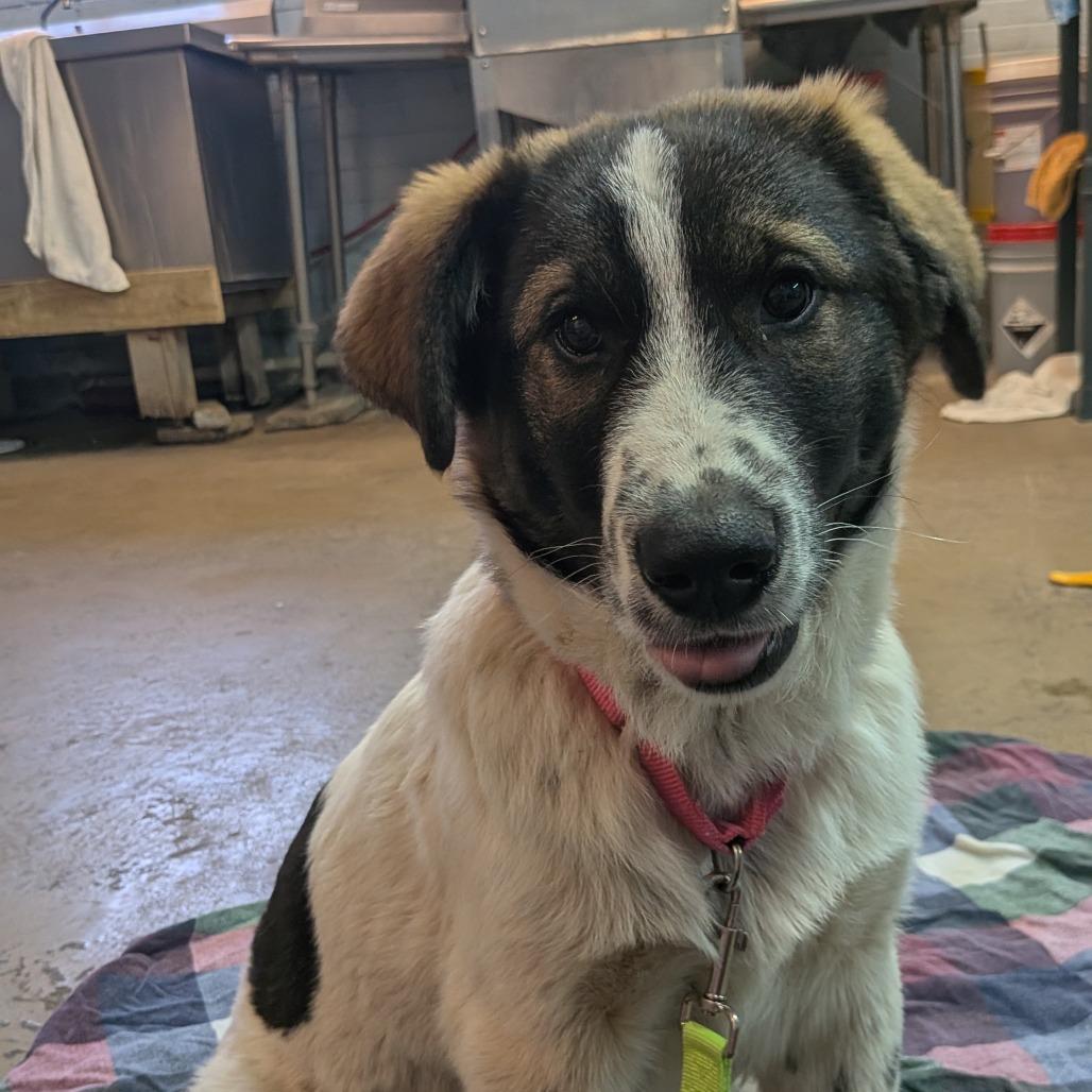 Enlarge Alby, a Adoptable mixed breed in Tulsa, OK image 5/6