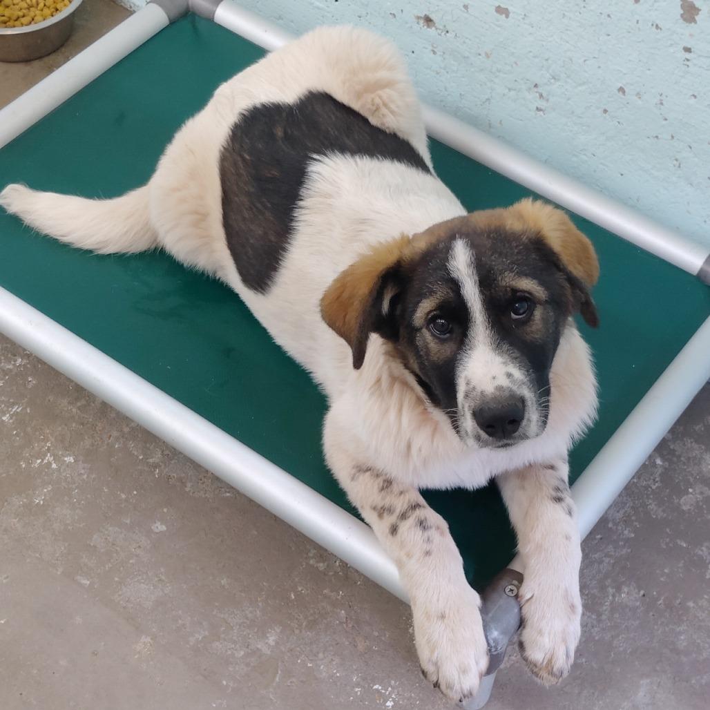 Enlarge Alby, a Adoptable mixed breed in Tulsa, OK image 6/6
