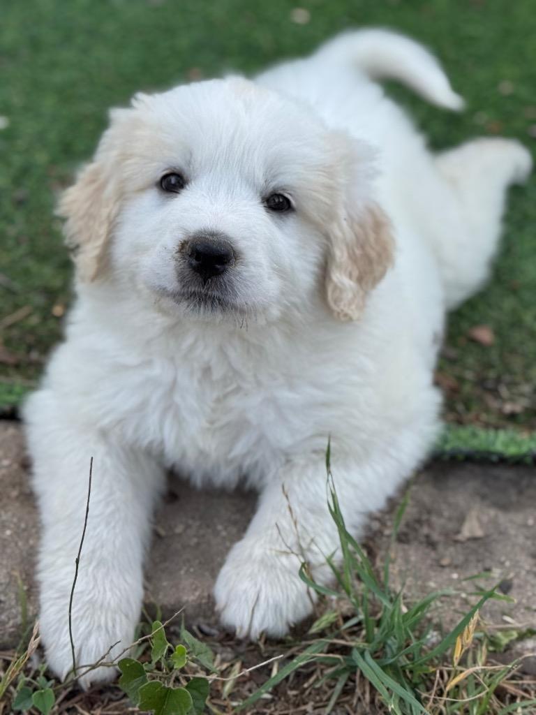 Enlarge Puddin', a Adoptable Great Pyrenees in Canyon Lake, TX image 1/1