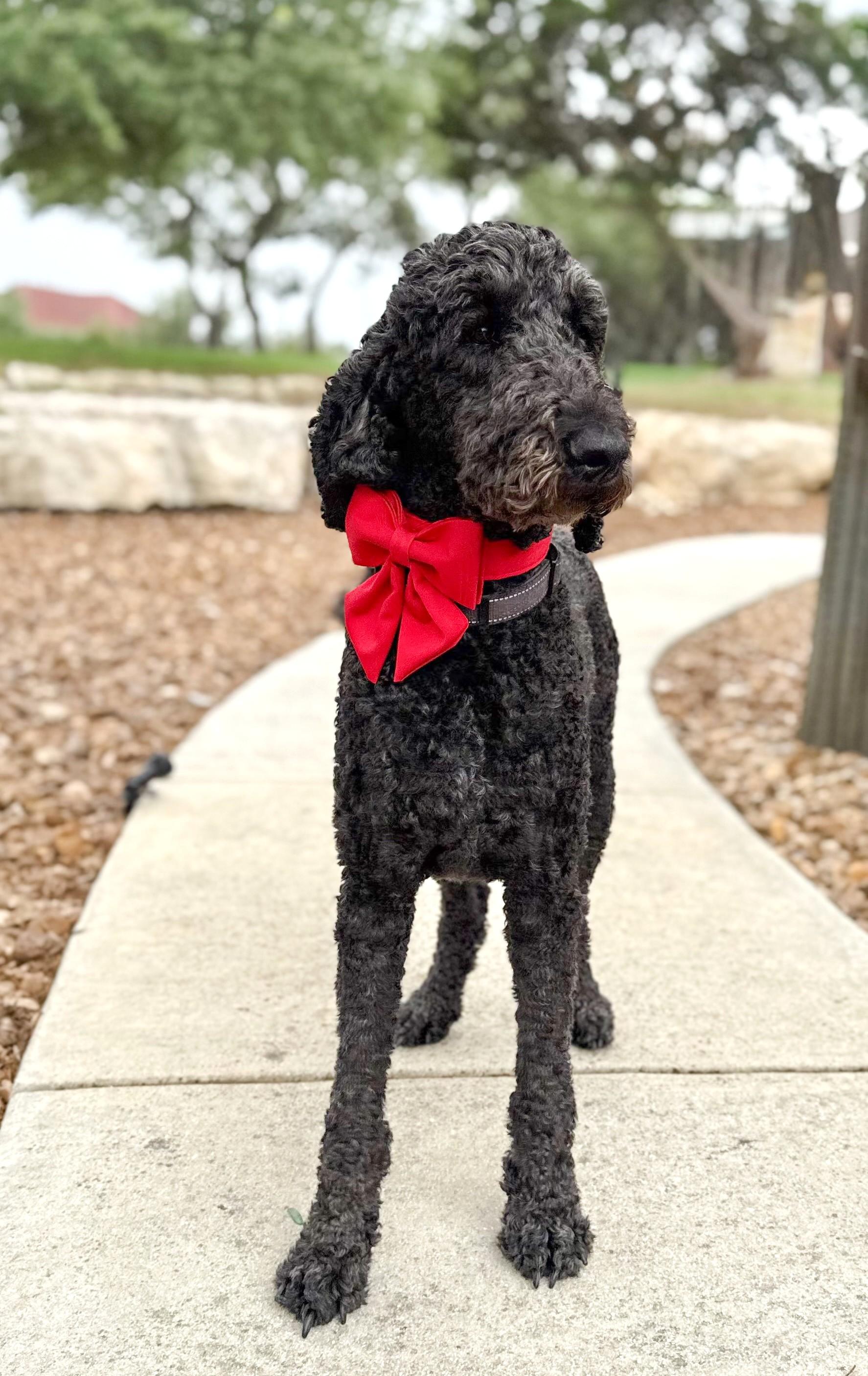 Enlarge Traeger, an adopted Goldendoodle in Brentwood, TN image 4/6