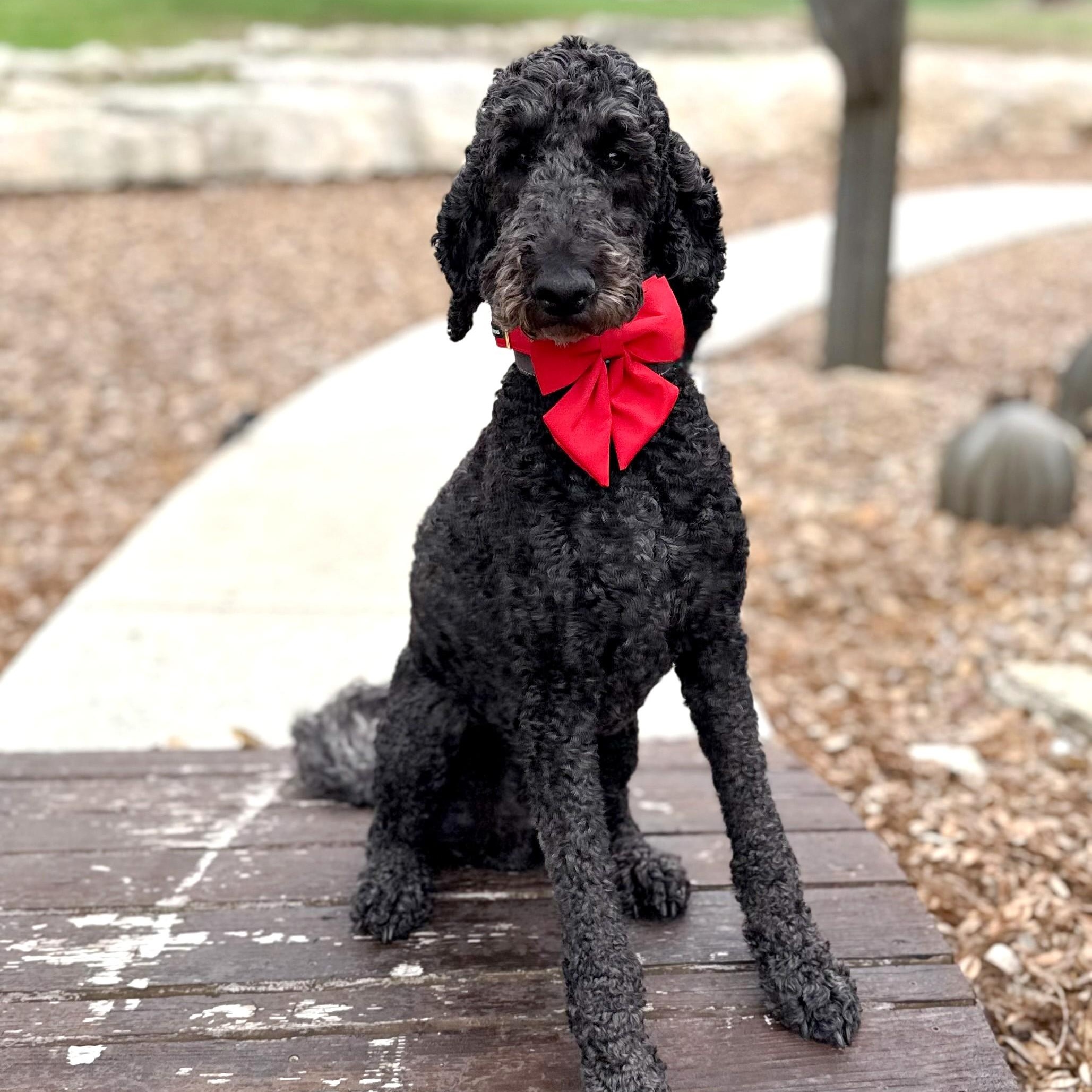 Traeger, adopted, Adult Male Goldendoodle.