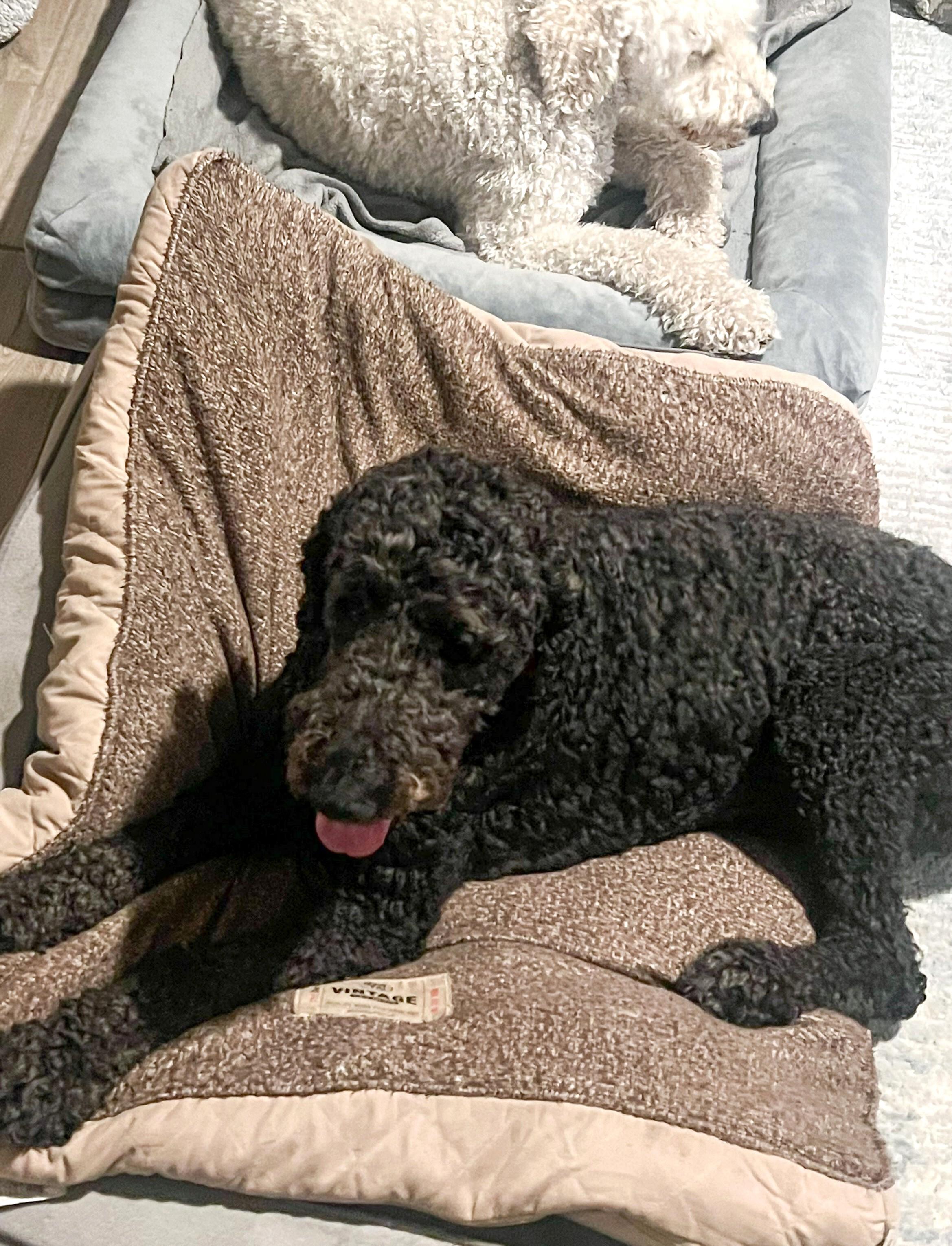 Enlarge Traeger, an adopted Goldendoodle in Brentwood, TN image 5/6