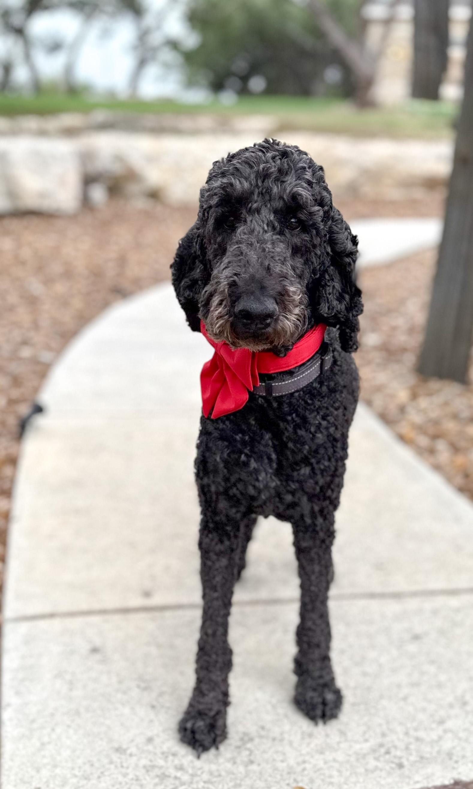 Enlarge Traeger, an adopted Goldendoodle in Brentwood, TN image 3/6