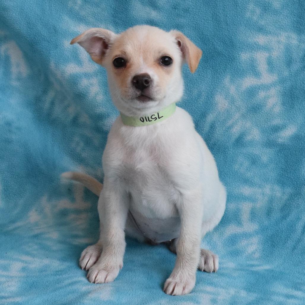 Enlarge Willow, a Adoptable mixed breed in Eureka, CA image 1/3