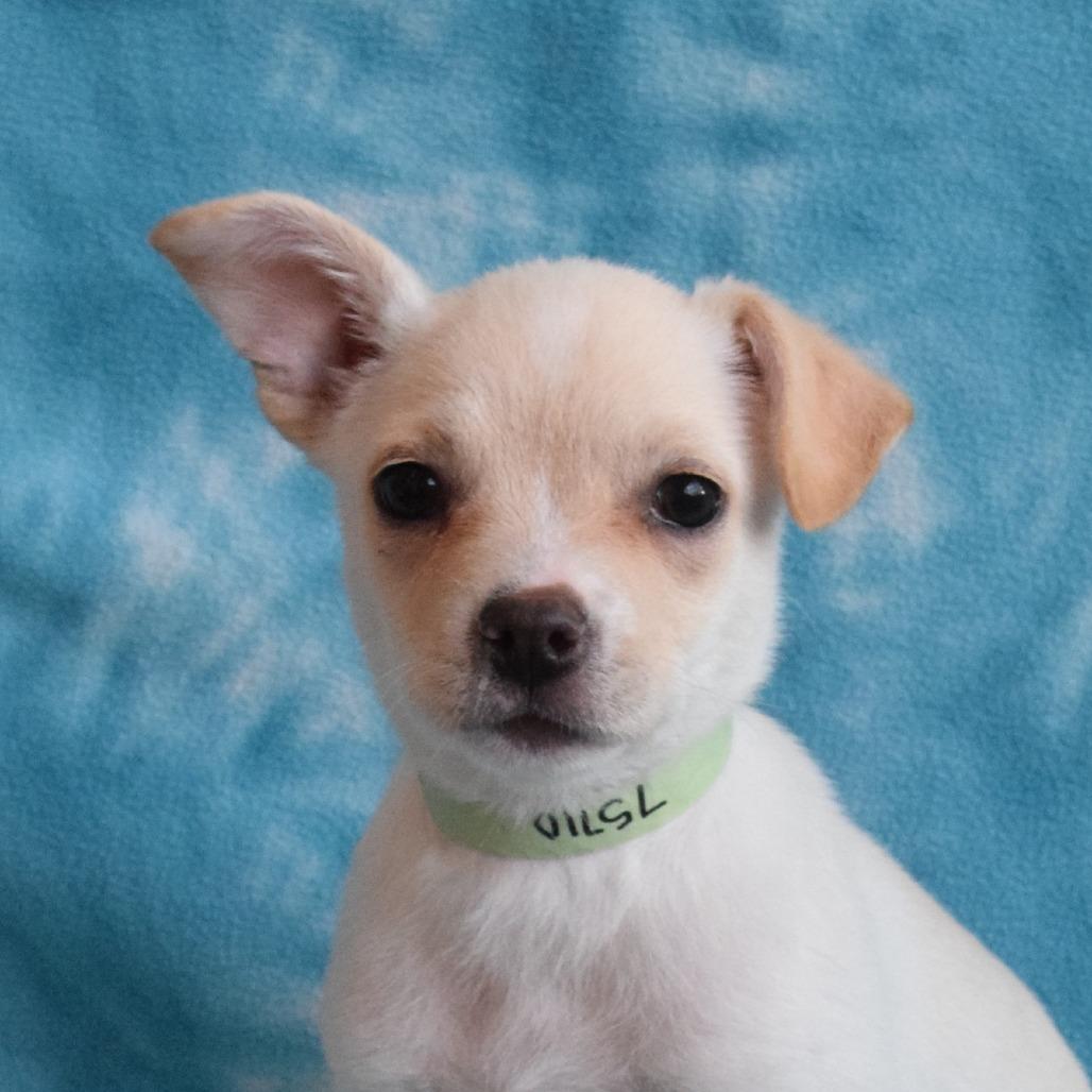 Enlarge Willow, a Adoptable mixed breed in Eureka, CA image 2/3