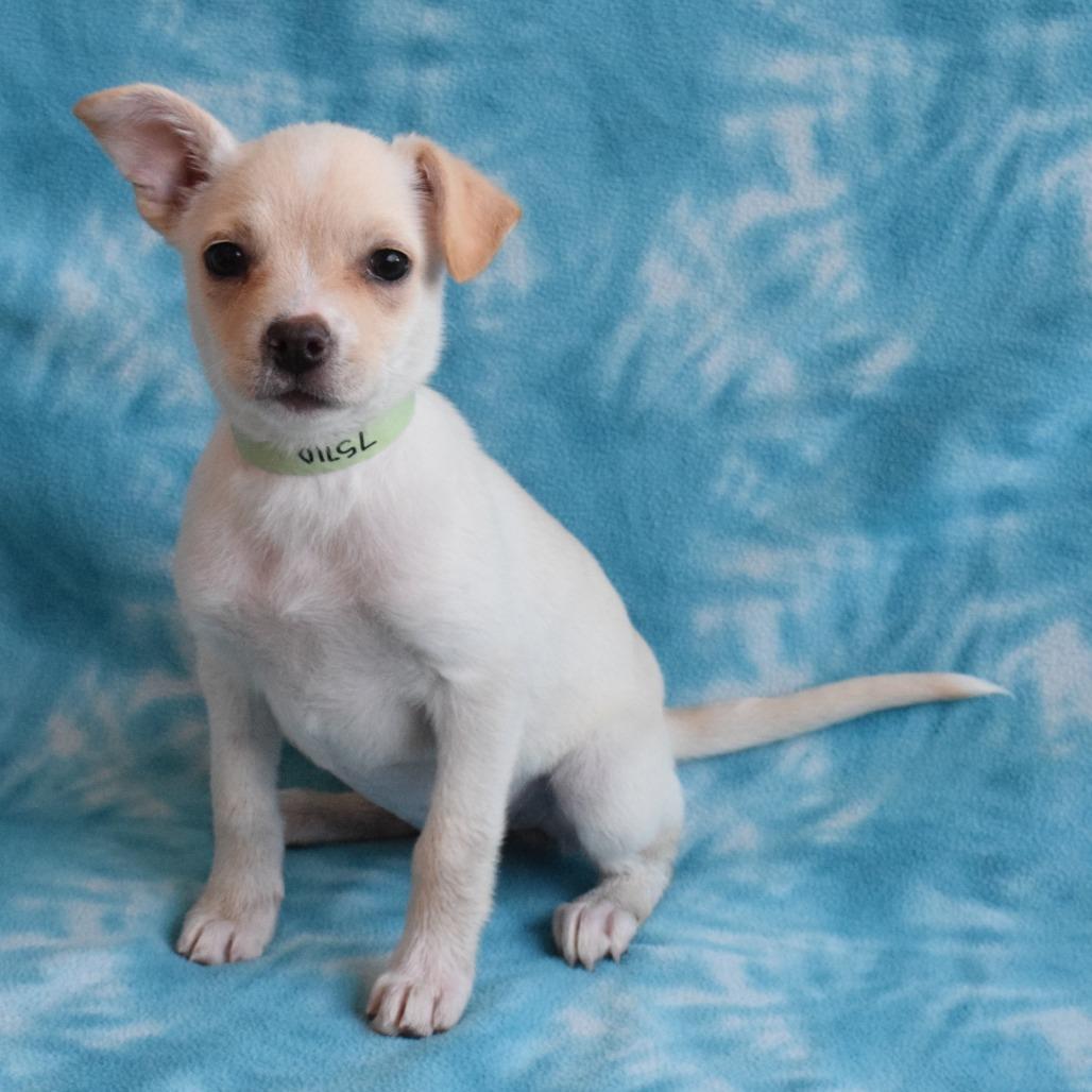 Enlarge Willow, a Adoptable mixed breed in Eureka, CA image 3/3