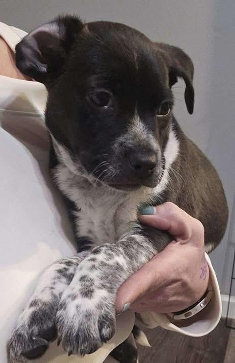 Enlarge Aphrodite the Mixed Breed Puppy! , a ADOPTABLE mixed breed in Muskego, WI image 1/1