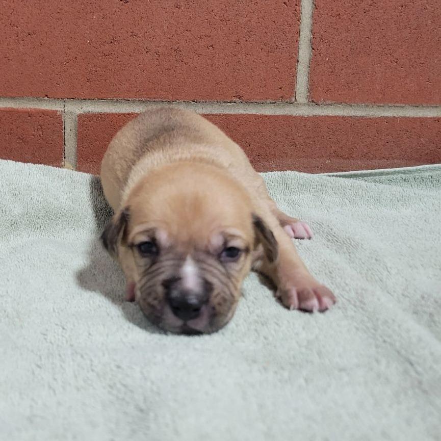 Enlarge Doodlebug, a Adoptable mixed breed in Cabot, AR image 1/6