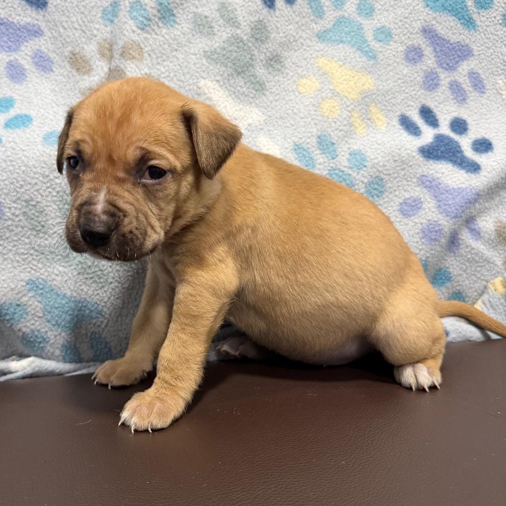 Enlarge Doodlebug, a Adoptable mixed breed in Cabot, AR image 2/6