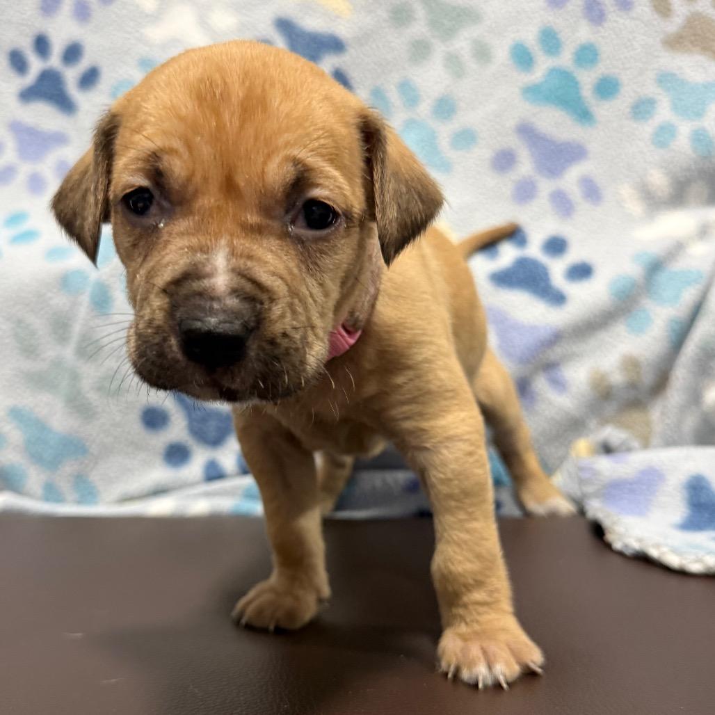 Enlarge Doodlebug, a Adoptable mixed breed in Cabot, AR image 3/6
