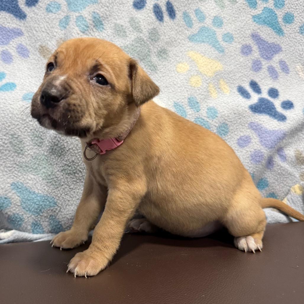 Enlarge Doodlebug, a Adoptable mixed breed in Cabot, AR image 4/6