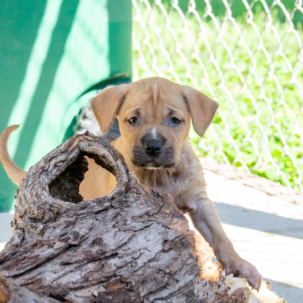 Enlarge Doodlebug, a Adoptable mixed breed in Cabot, AR image 5/6