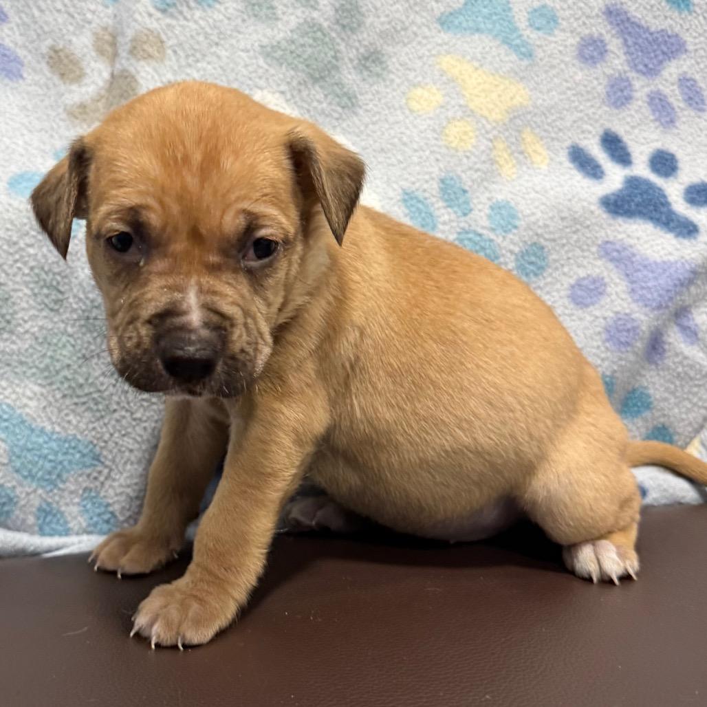 Enlarge Doodlebug, a Adoptable mixed breed in Cabot, AR image 6/6