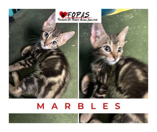Marbles, Adoptable, Kitten Male American Shorthair.