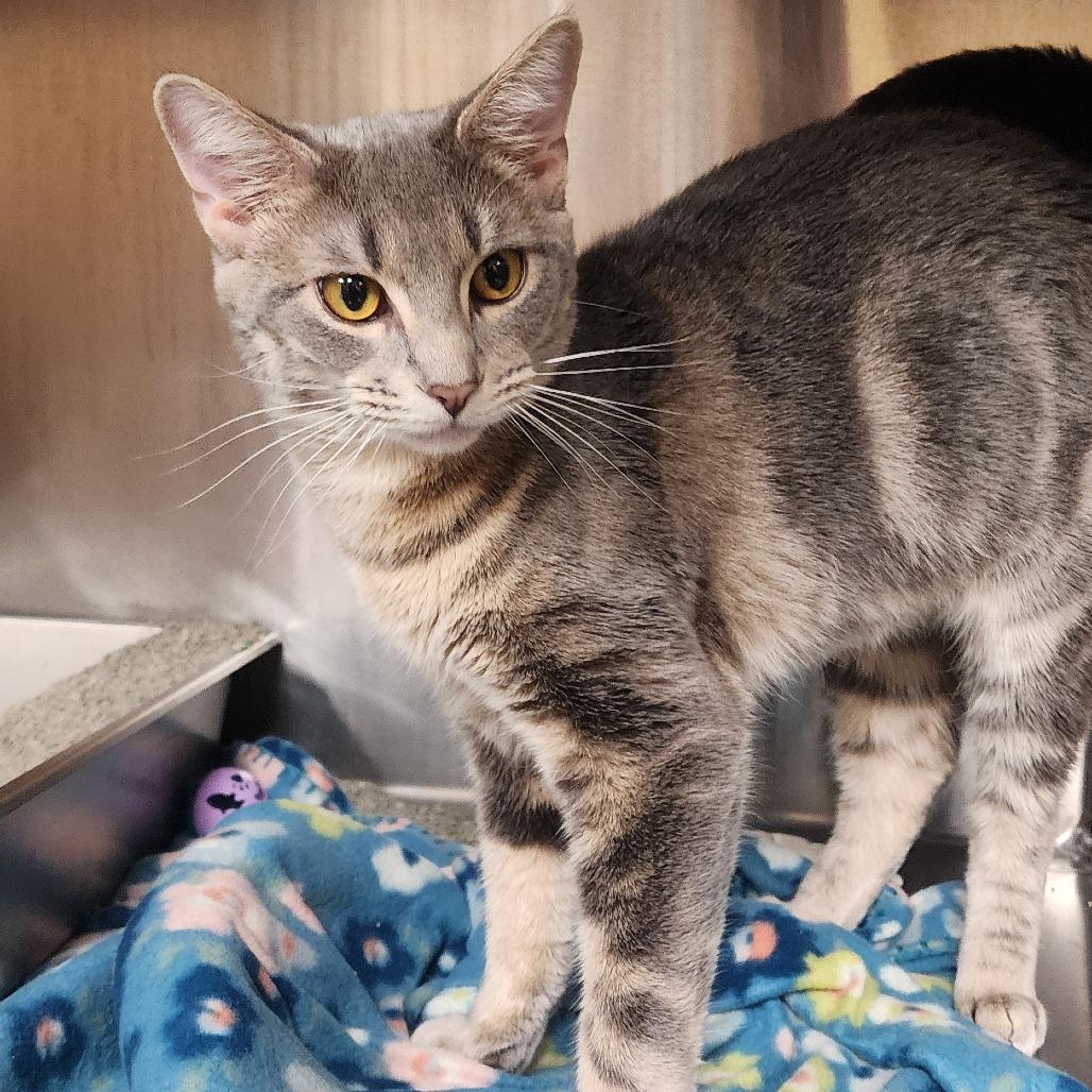 Finn, Adoptable, Adult Male Domestic Short Hair.