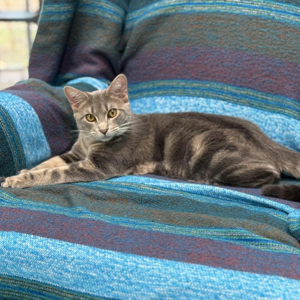 Enlarge Finn, a Adoptable Domestic Short Hair in Shinnston, WV image 2/2