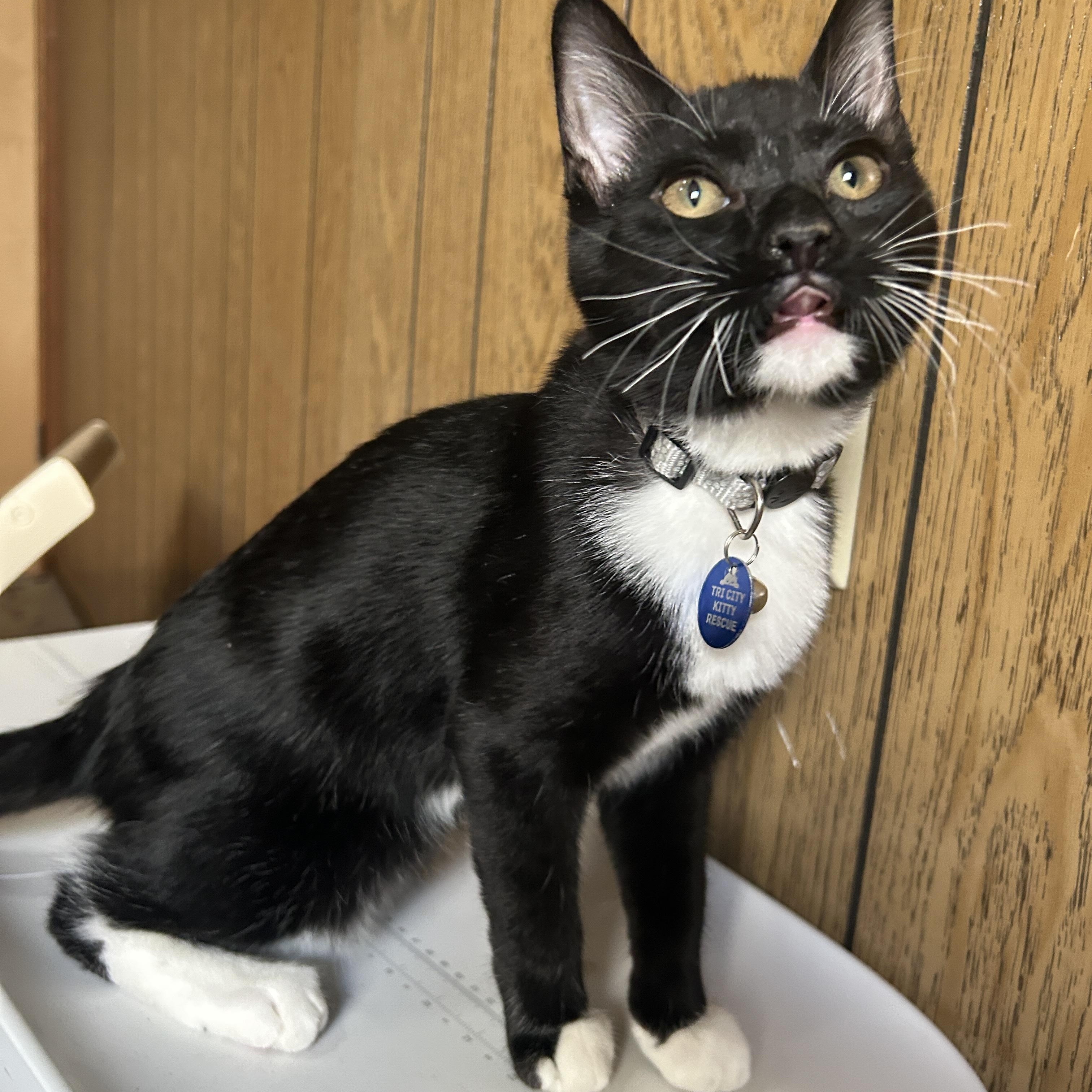 Popcorn, a ADOPTABLE Tuxedo in Pasco, WA image 2/6