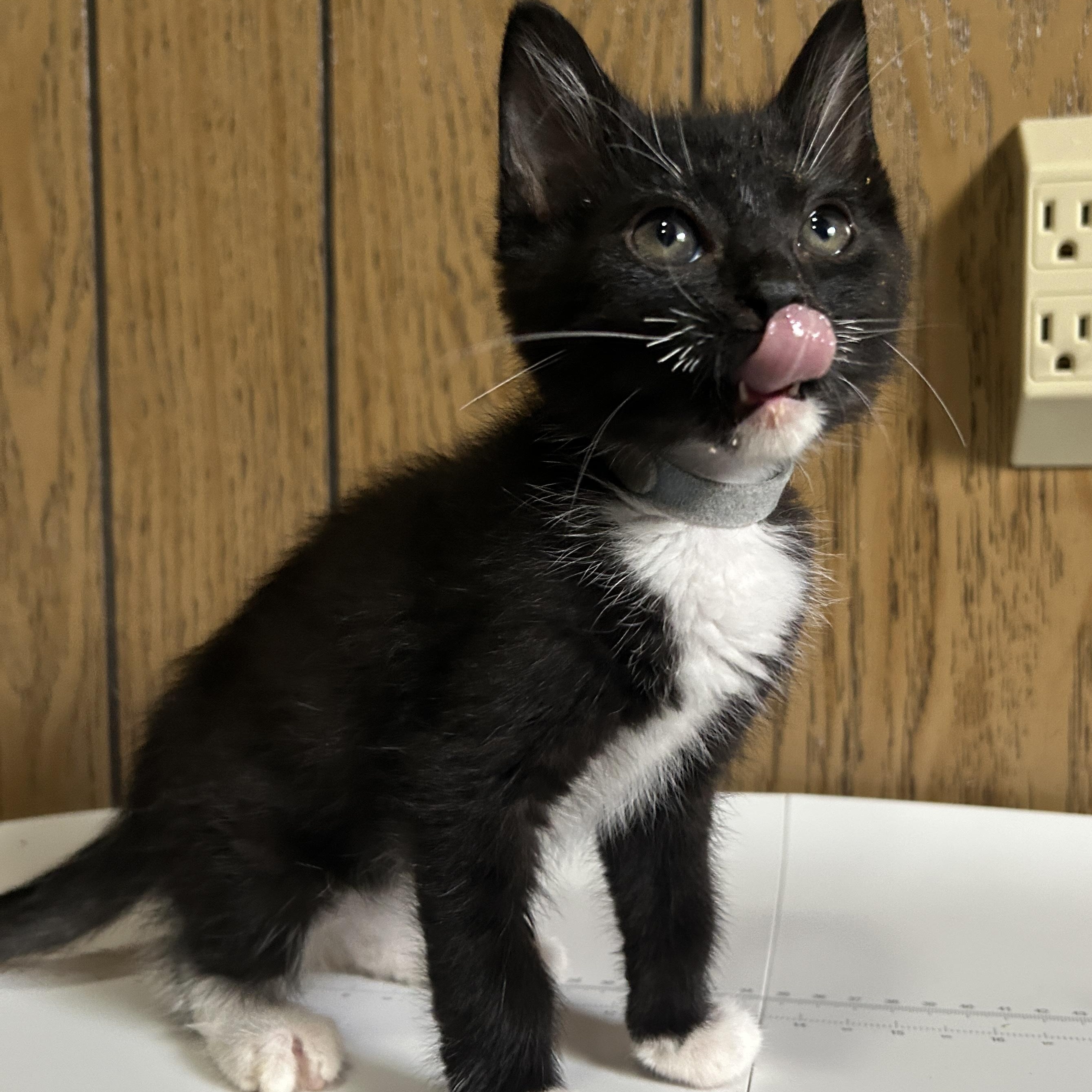 Popcorn, a ADOPTABLE Tuxedo in Pasco, WA image 2/3