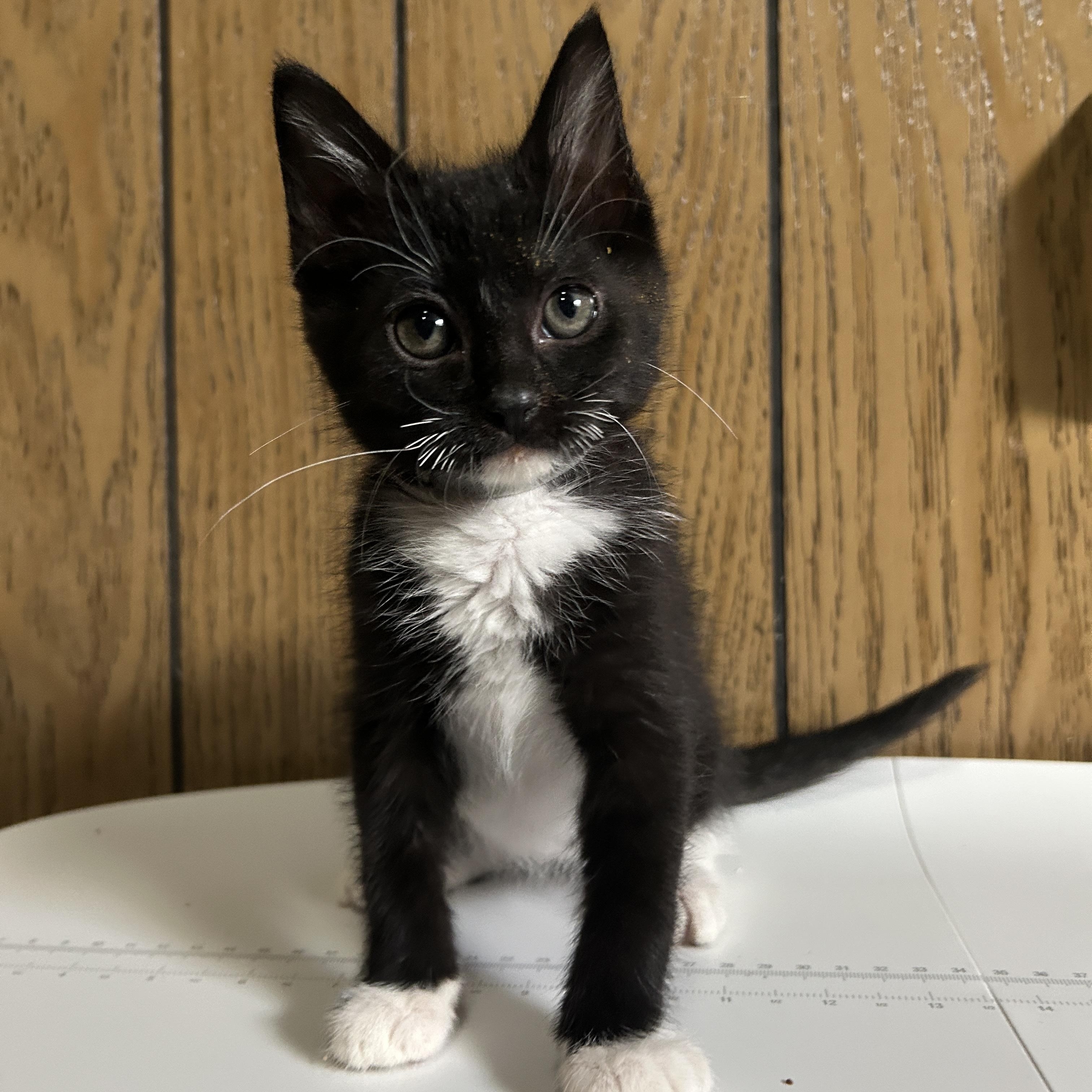 Popcorn, ADOPTABLE, Kitten Male Tuxedo.