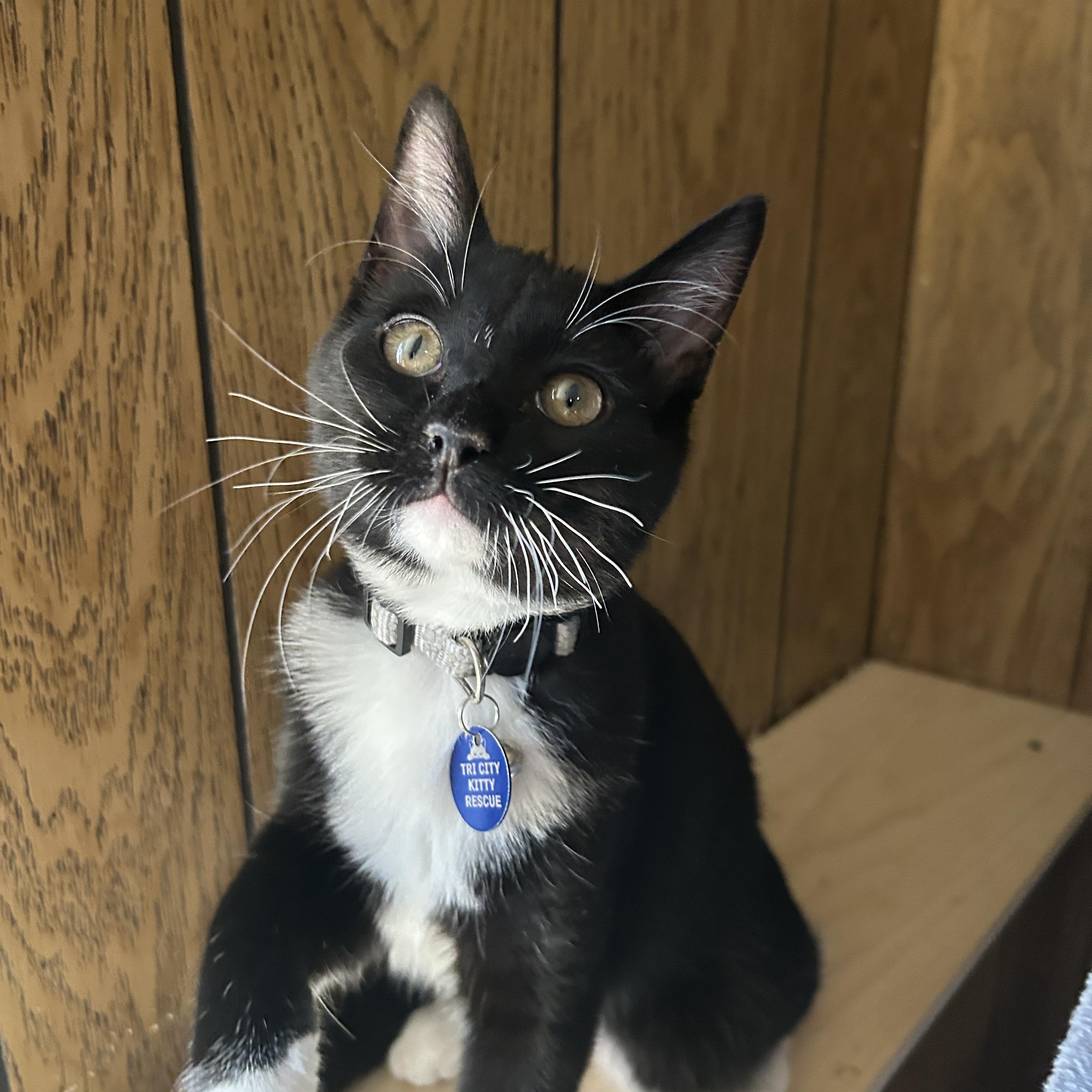 Popcorn, a ADOPTABLE Tuxedo in Pasco, WA image 3/6