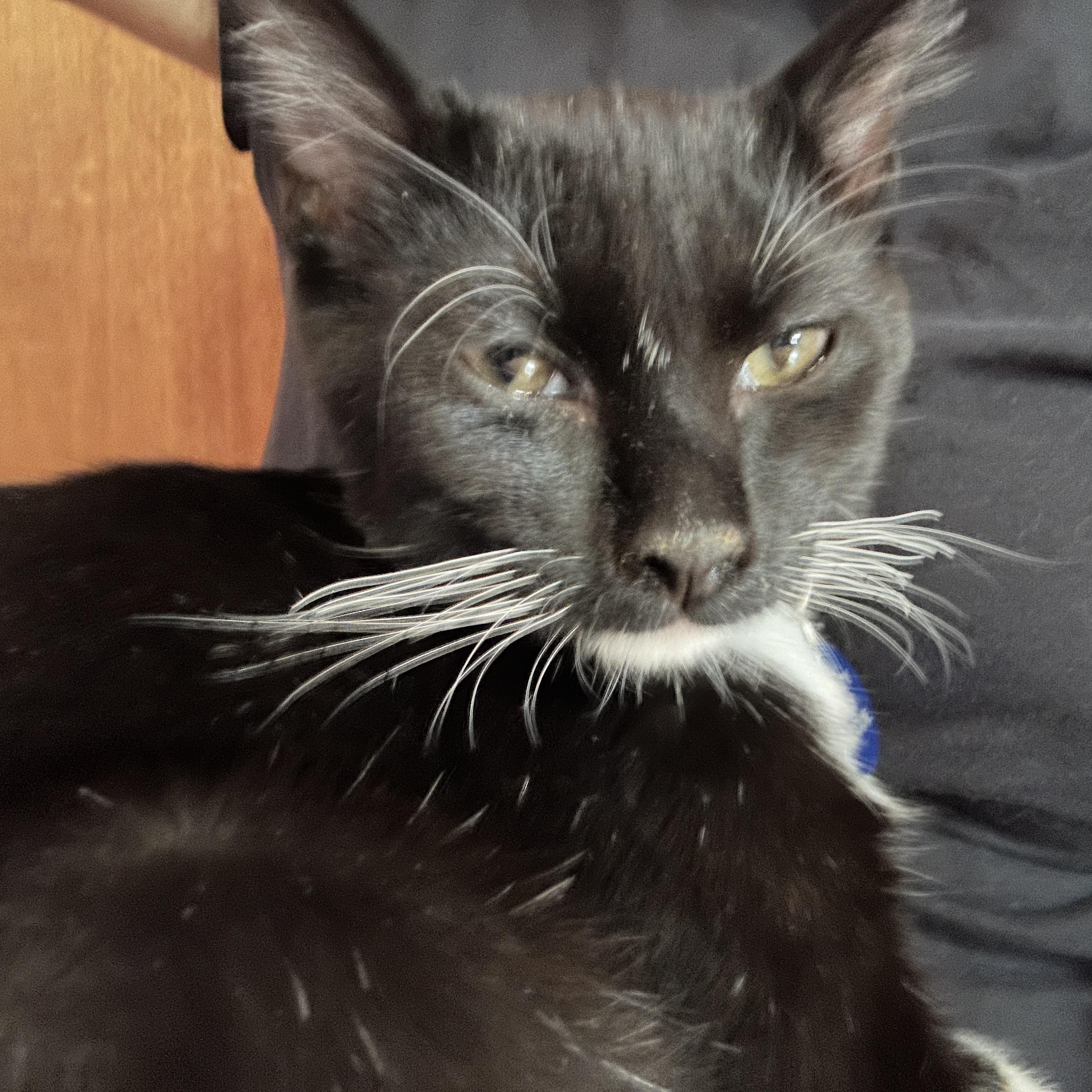 Popcorn, a ADOPTABLE Tuxedo in Pasco, WA image 5/6