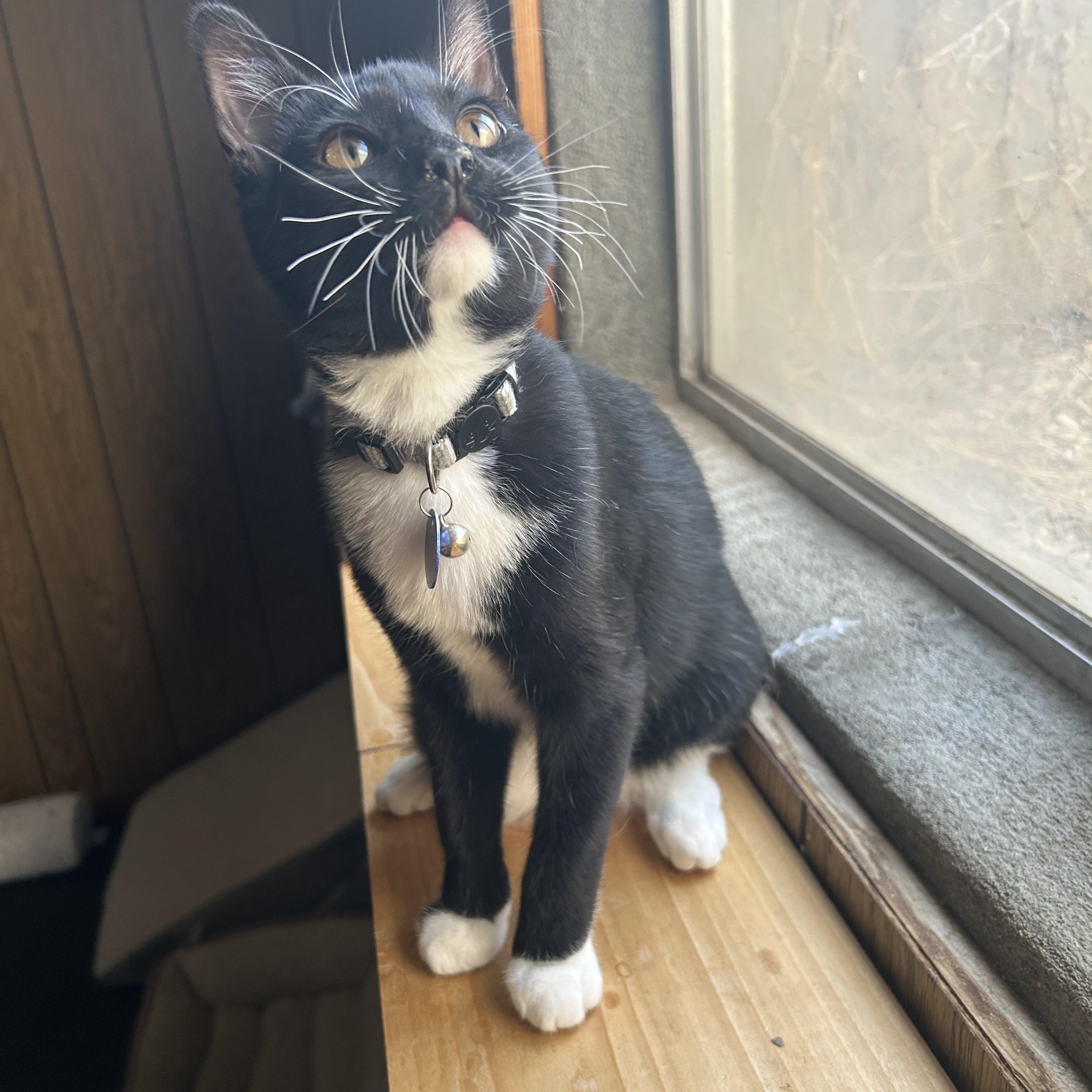 Popcorn, a ADOPTABLE Tuxedo in Pasco, WA image 1/6