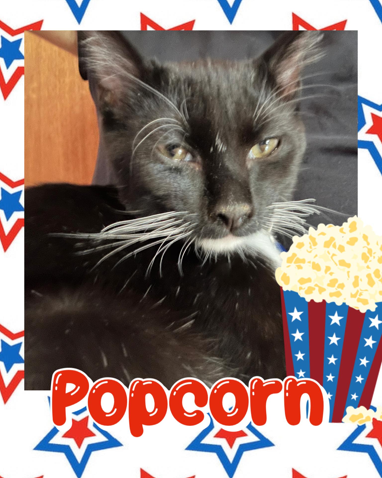 Popcorn, a ADOPTABLE Tuxedo in Pasco, WA image 4/6