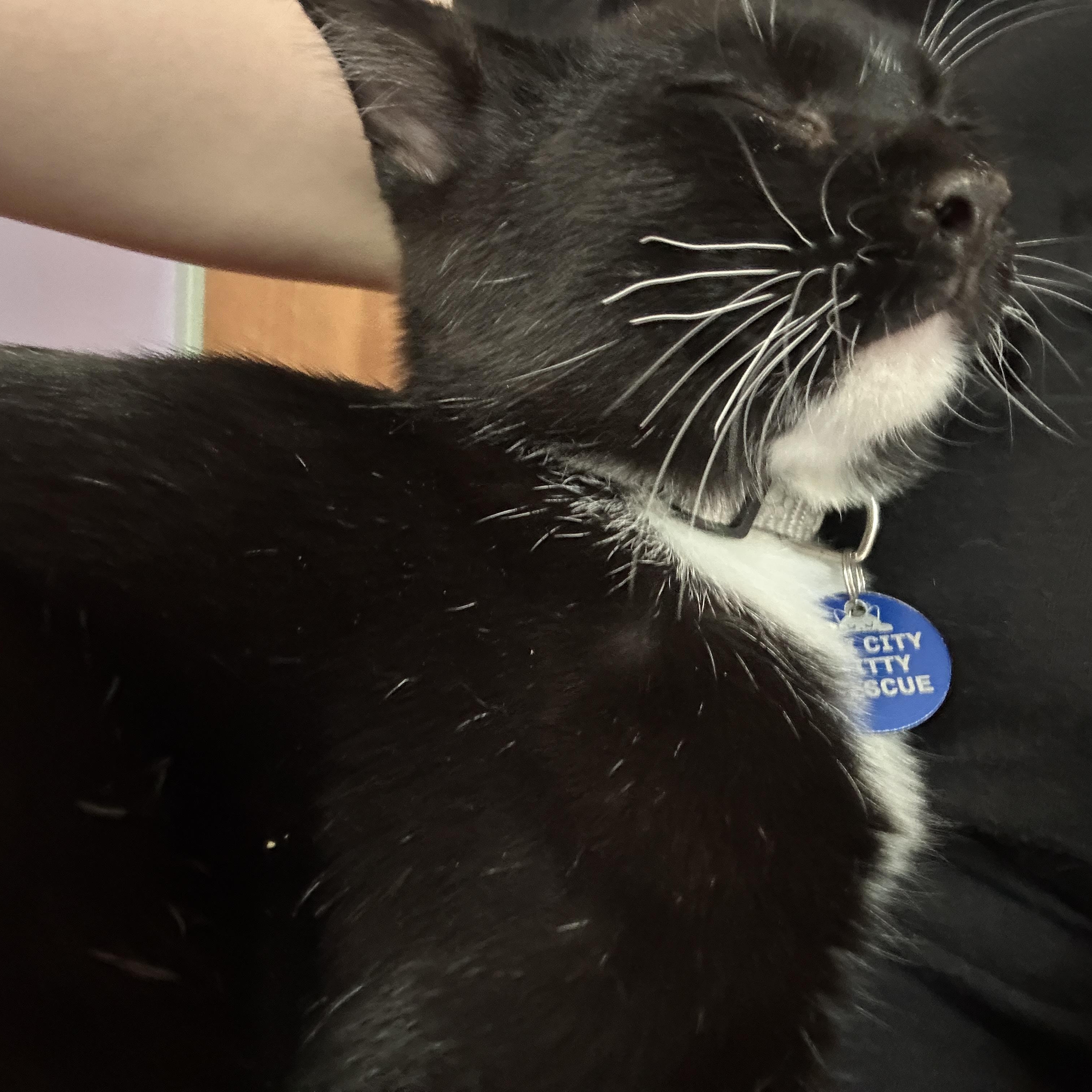 Popcorn, a ADOPTABLE Tuxedo in Pasco, WA image 6/6