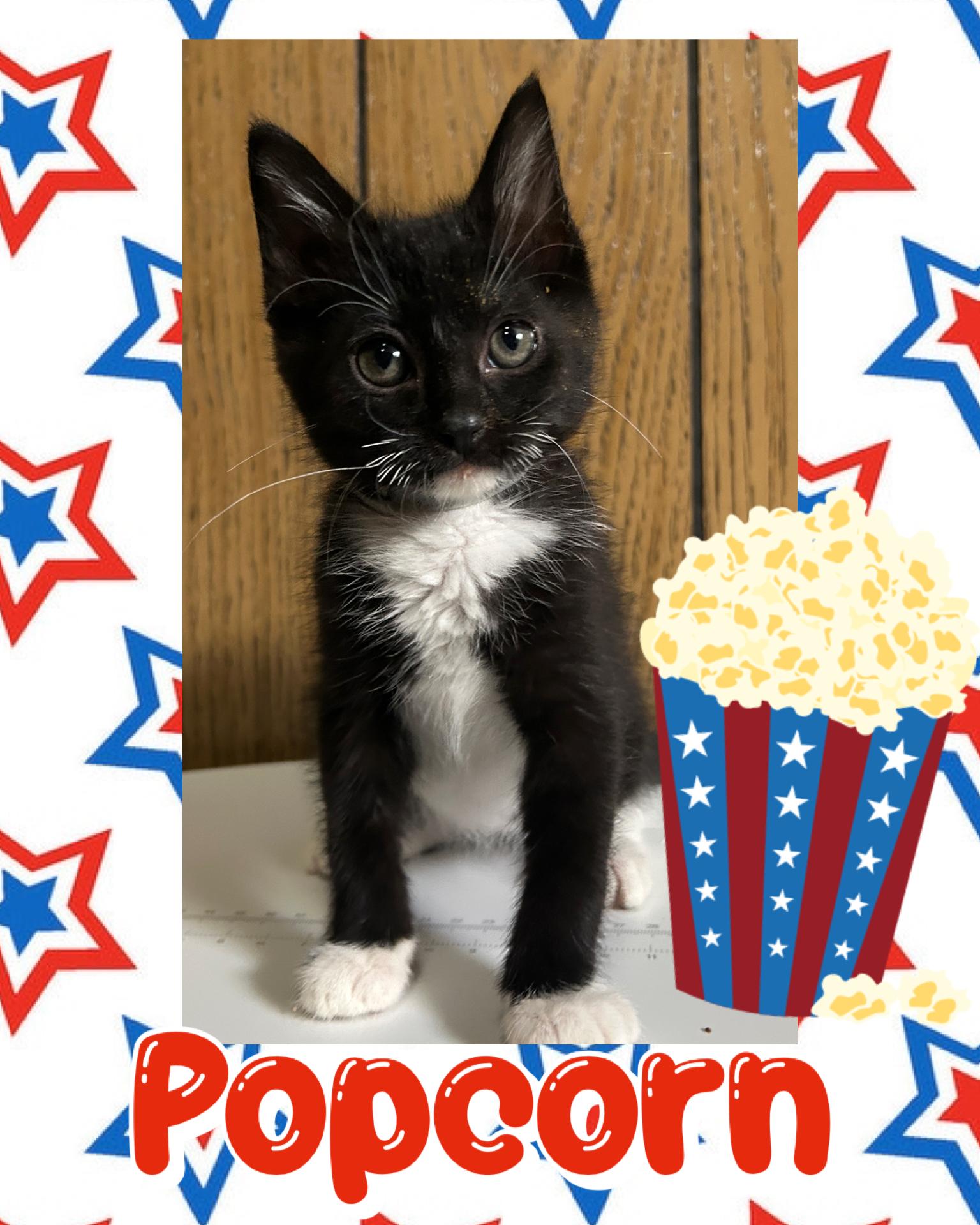 Popcorn, a ADOPTABLE Tuxedo in Pasco, WA image 3/3