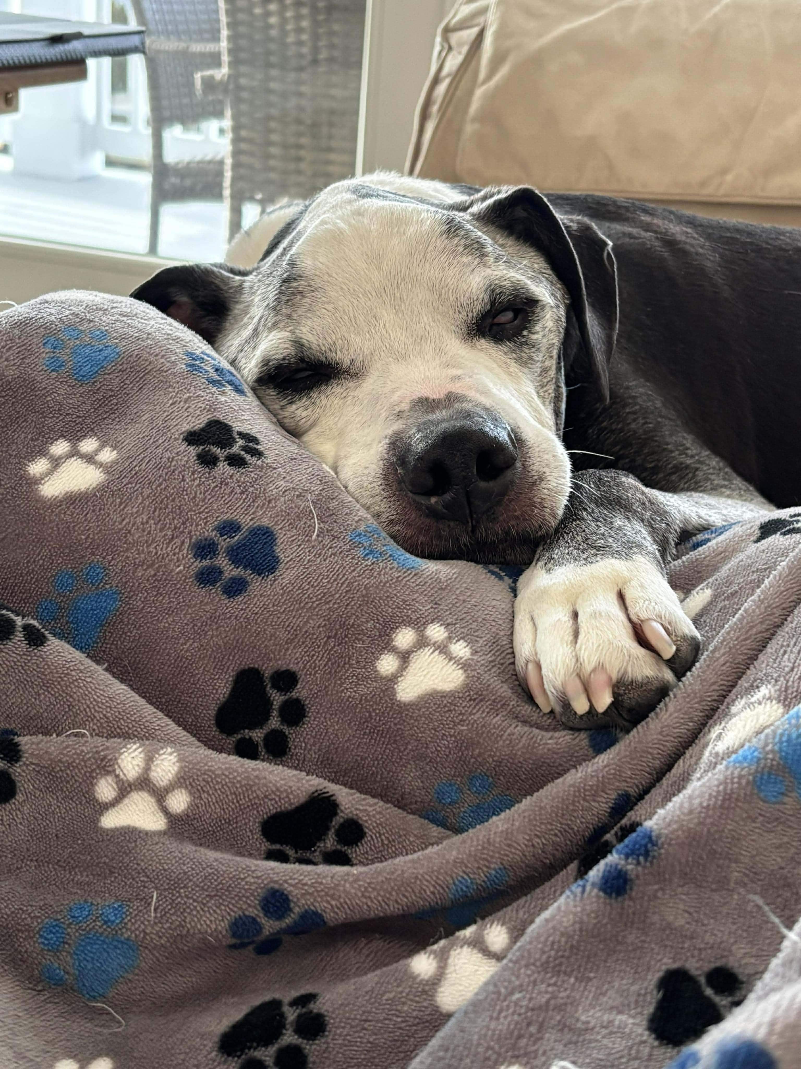 Capo, Adoptable, Senior Male Pit Bull Terrier.