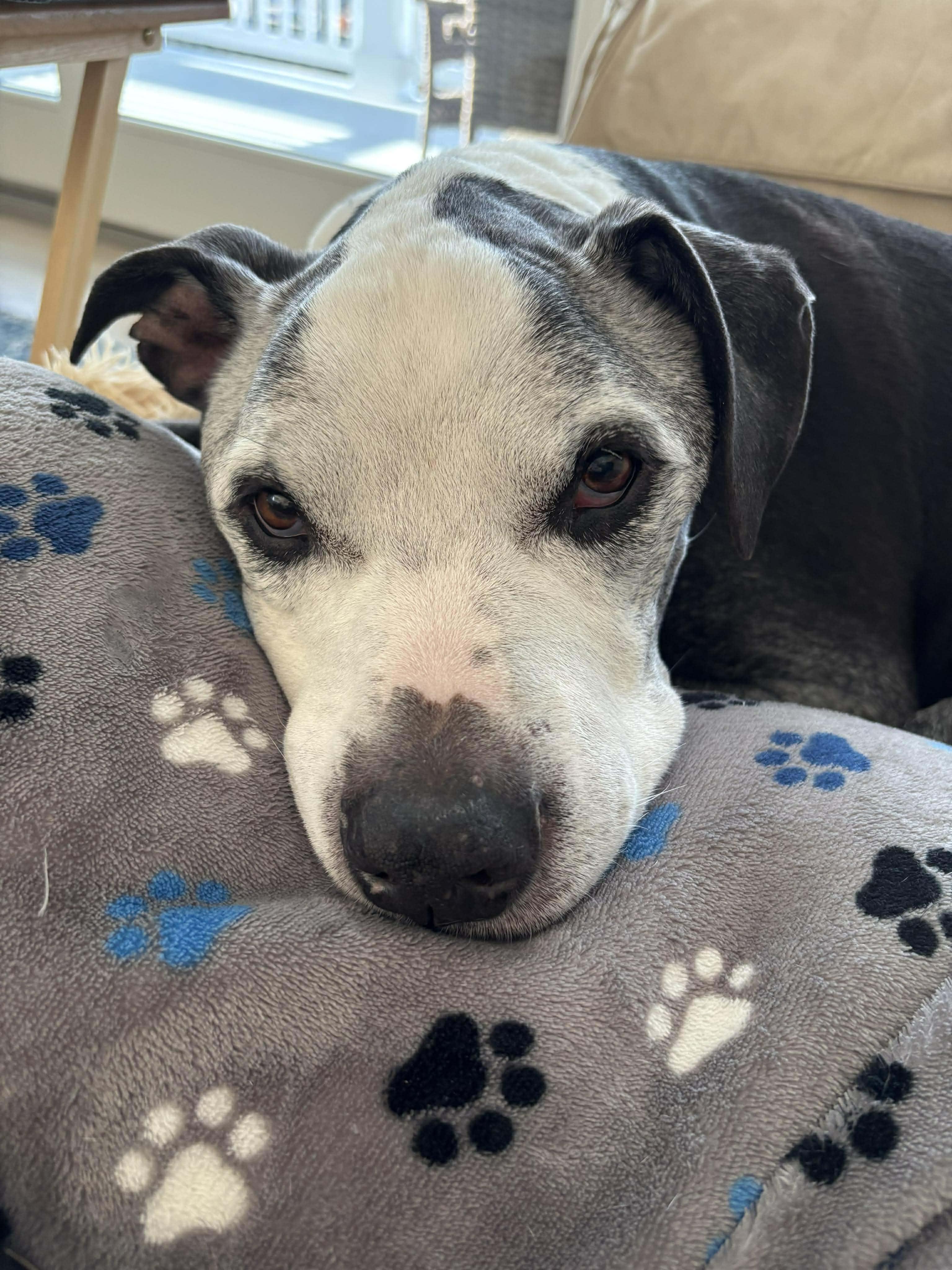 Enlarge Capo, a Adoptable mixed breed in Lincoln Park, NJ image 4/6